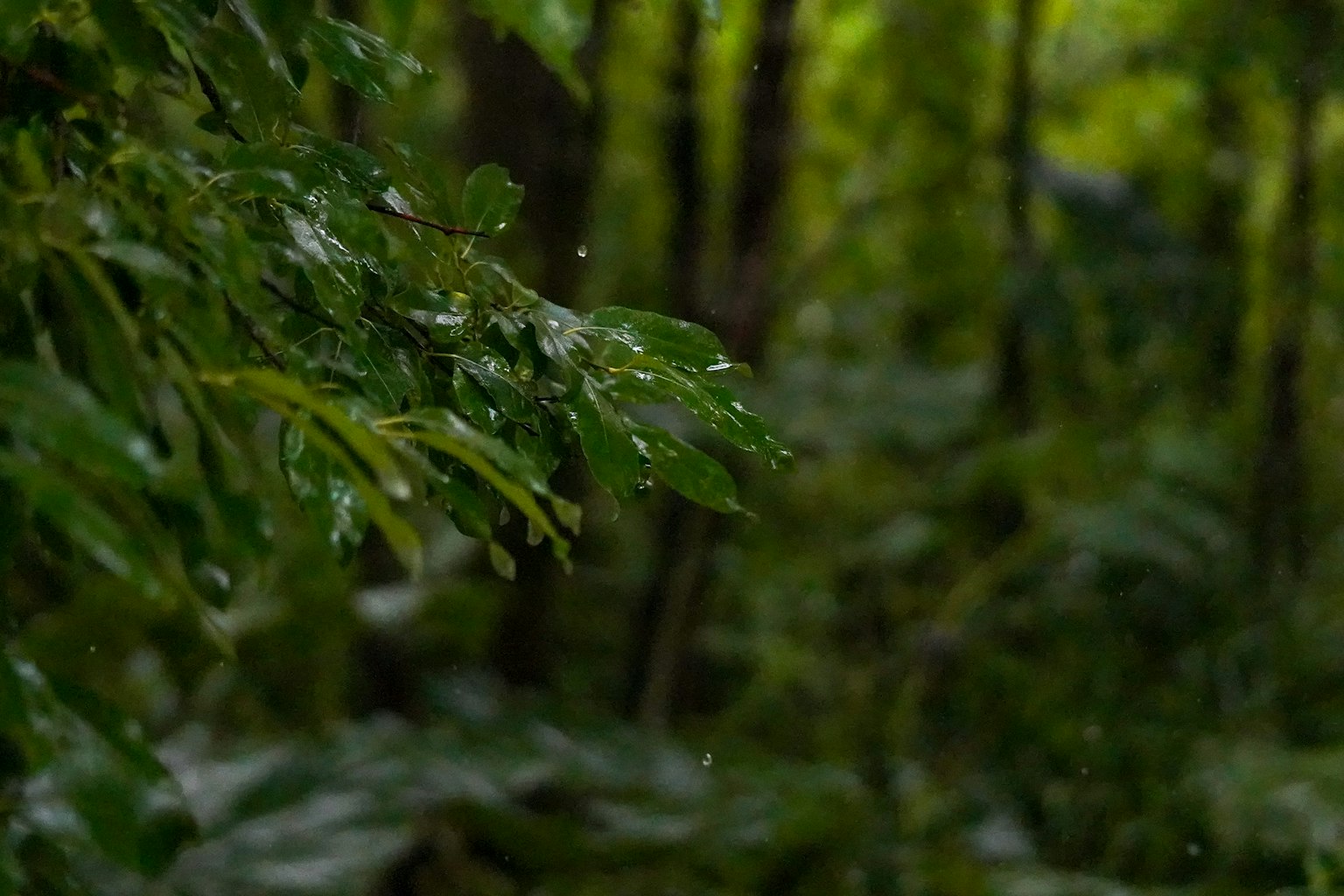 Forest scene with green leaves and raindrops