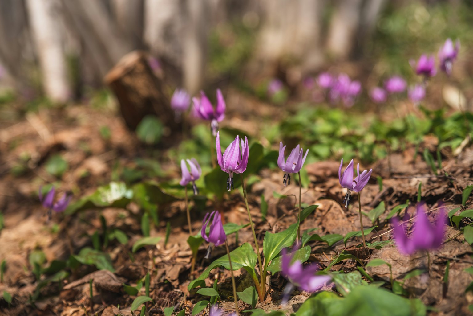 Paysage avec des fleurs violettes en fleurs sur le sol