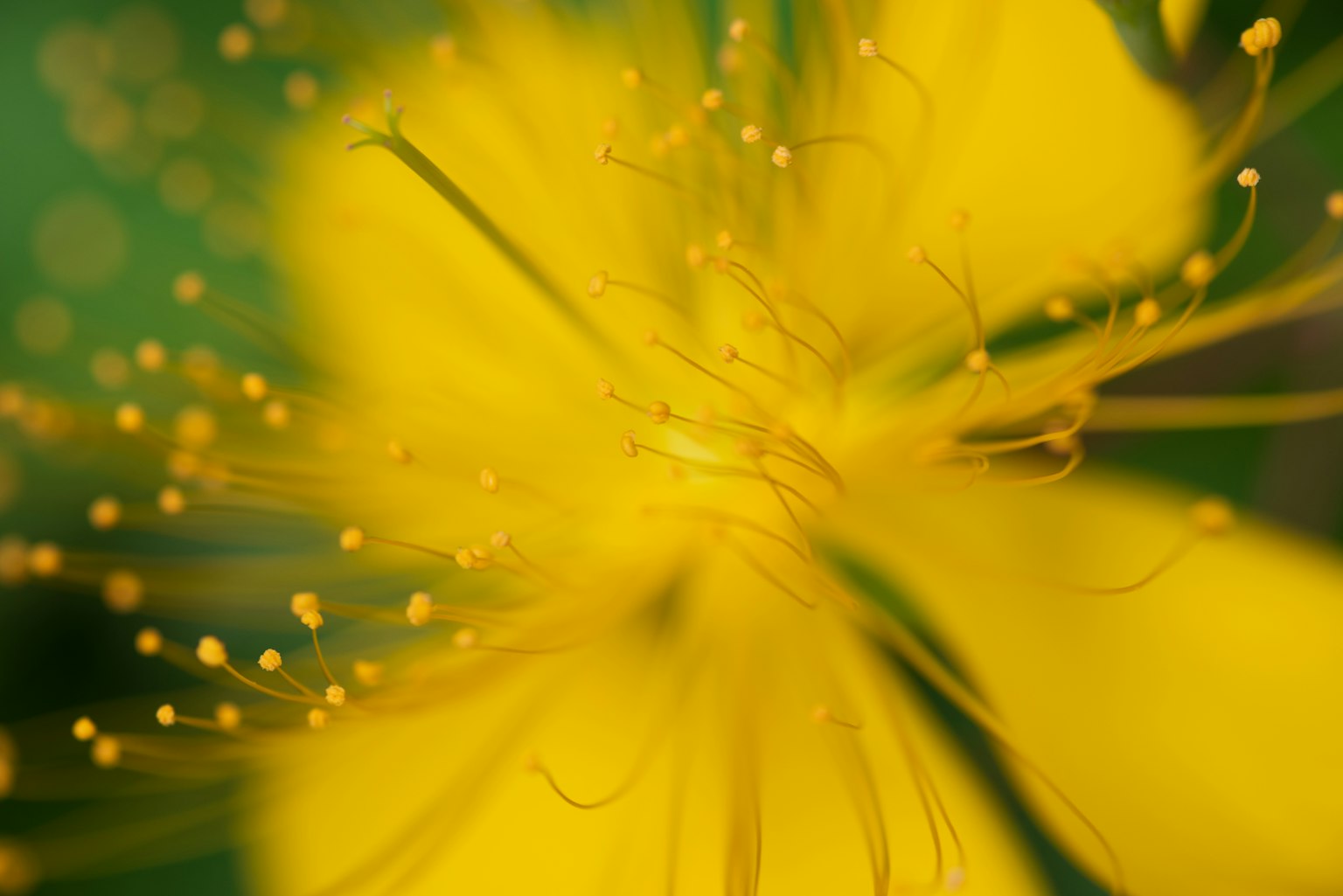 Gros plan d'une fleur jaune vibrante montrant des pétales délicats et des étamines