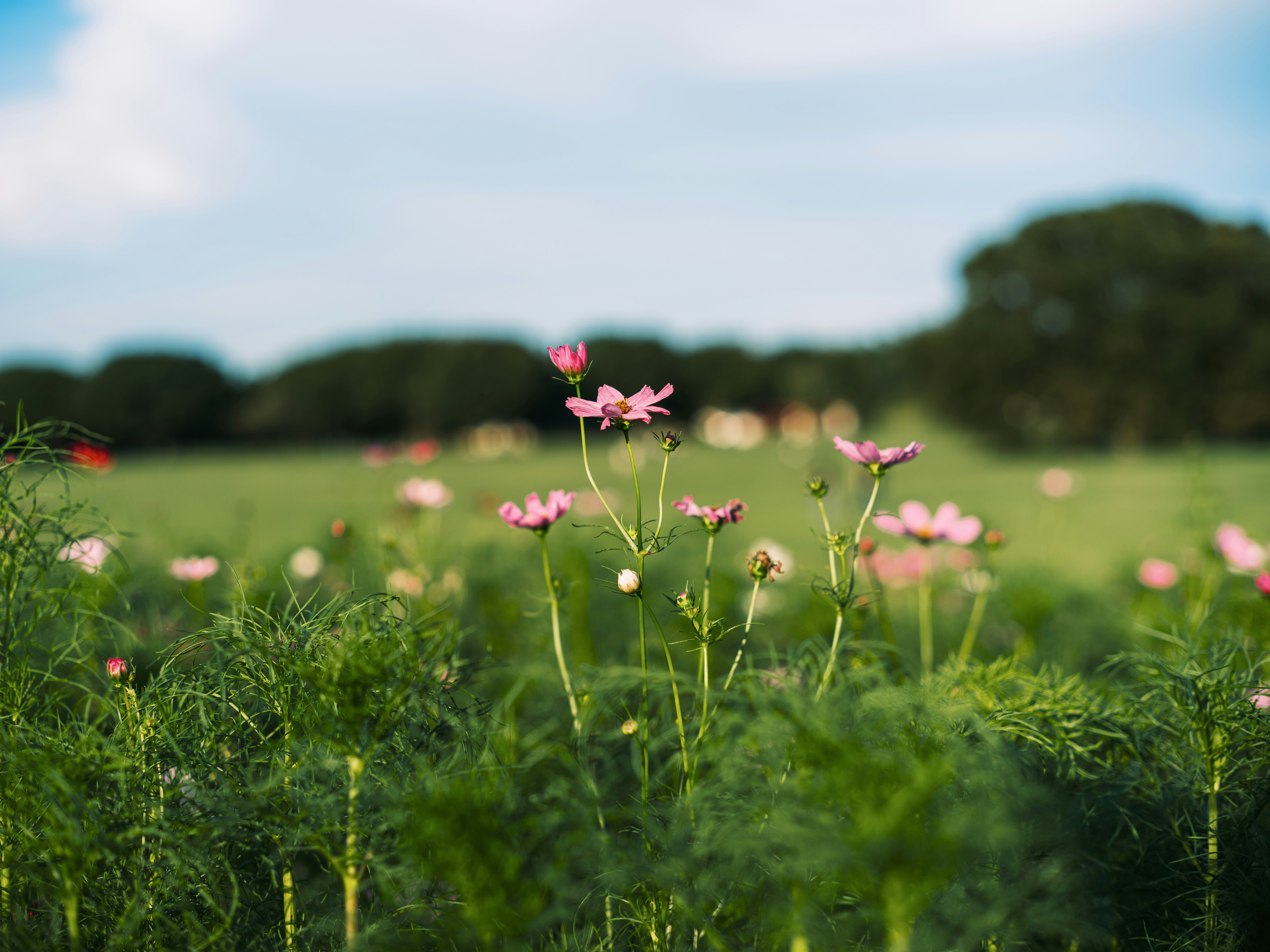 草原に咲くピンクの花と緑の風景