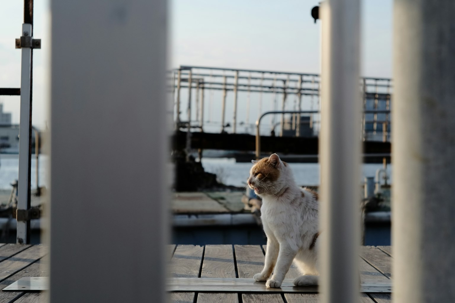 一只白色和棕色的猫安静地坐在港口