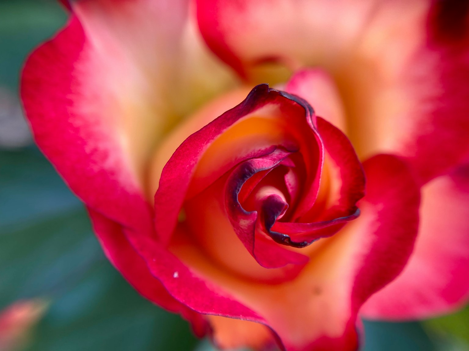 Close-up of a vibrant red and yellow rose flower