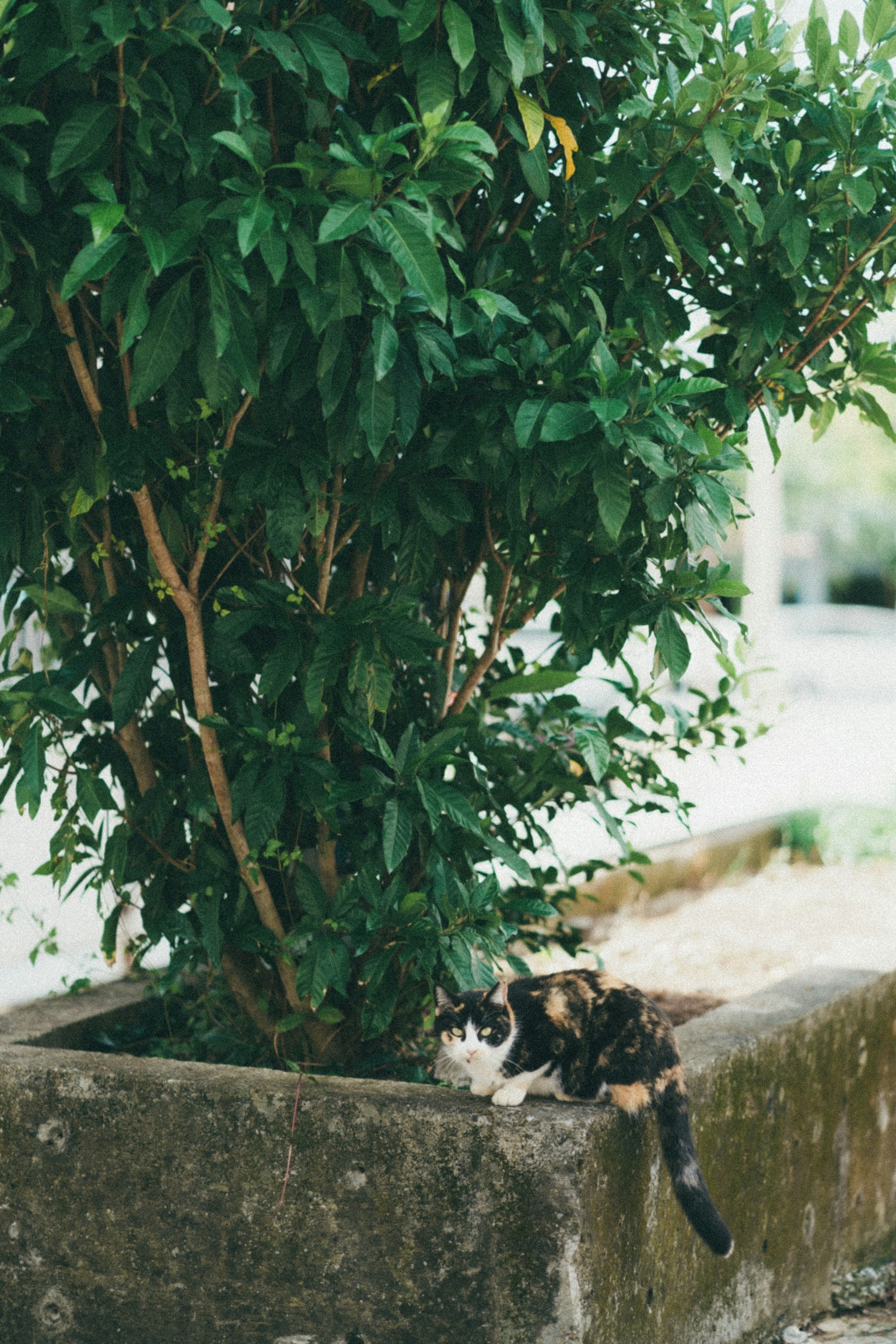 Un gato negro y blanco cerca de un árbol verde