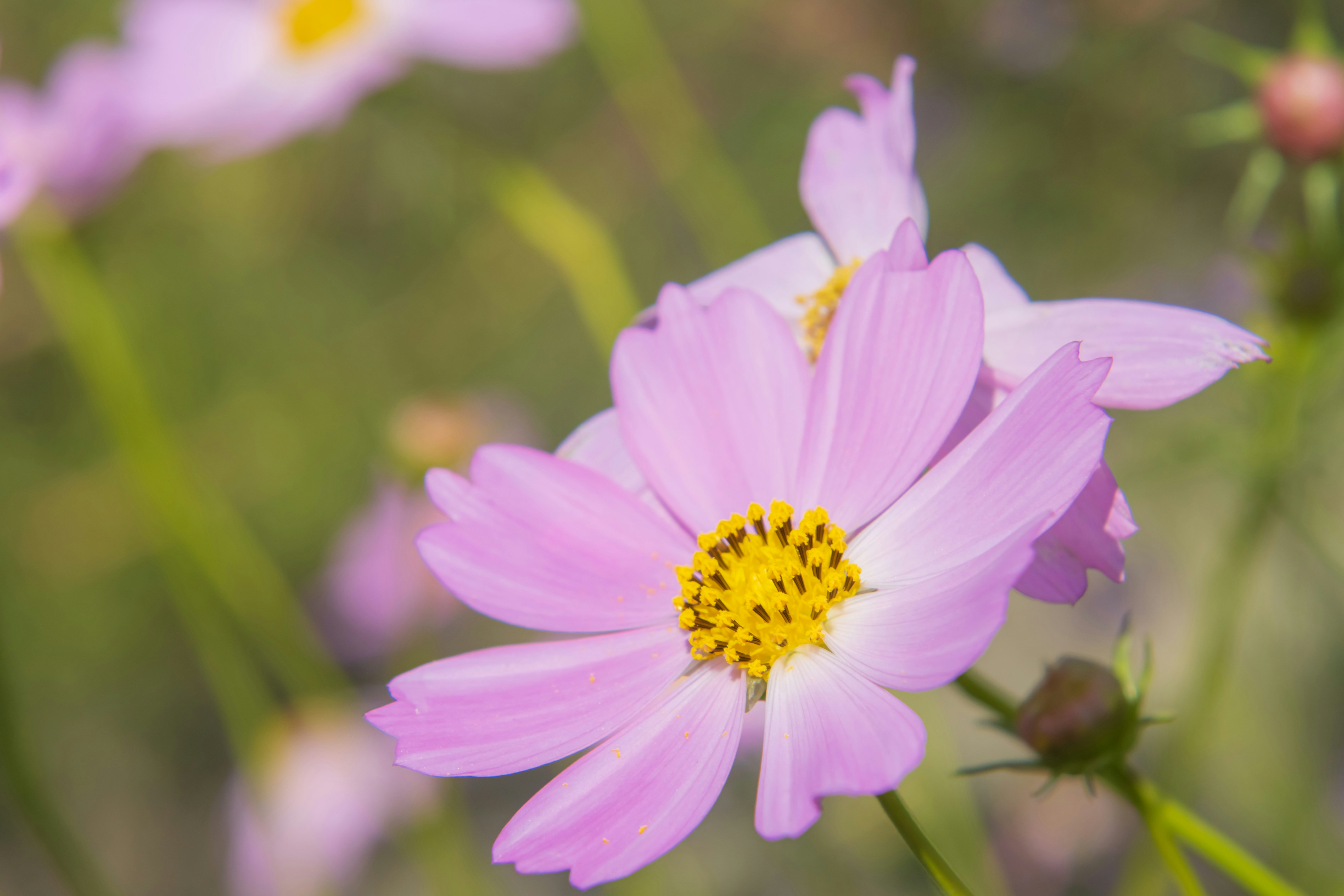 ピンクのコスモスの花のクローズアップ
