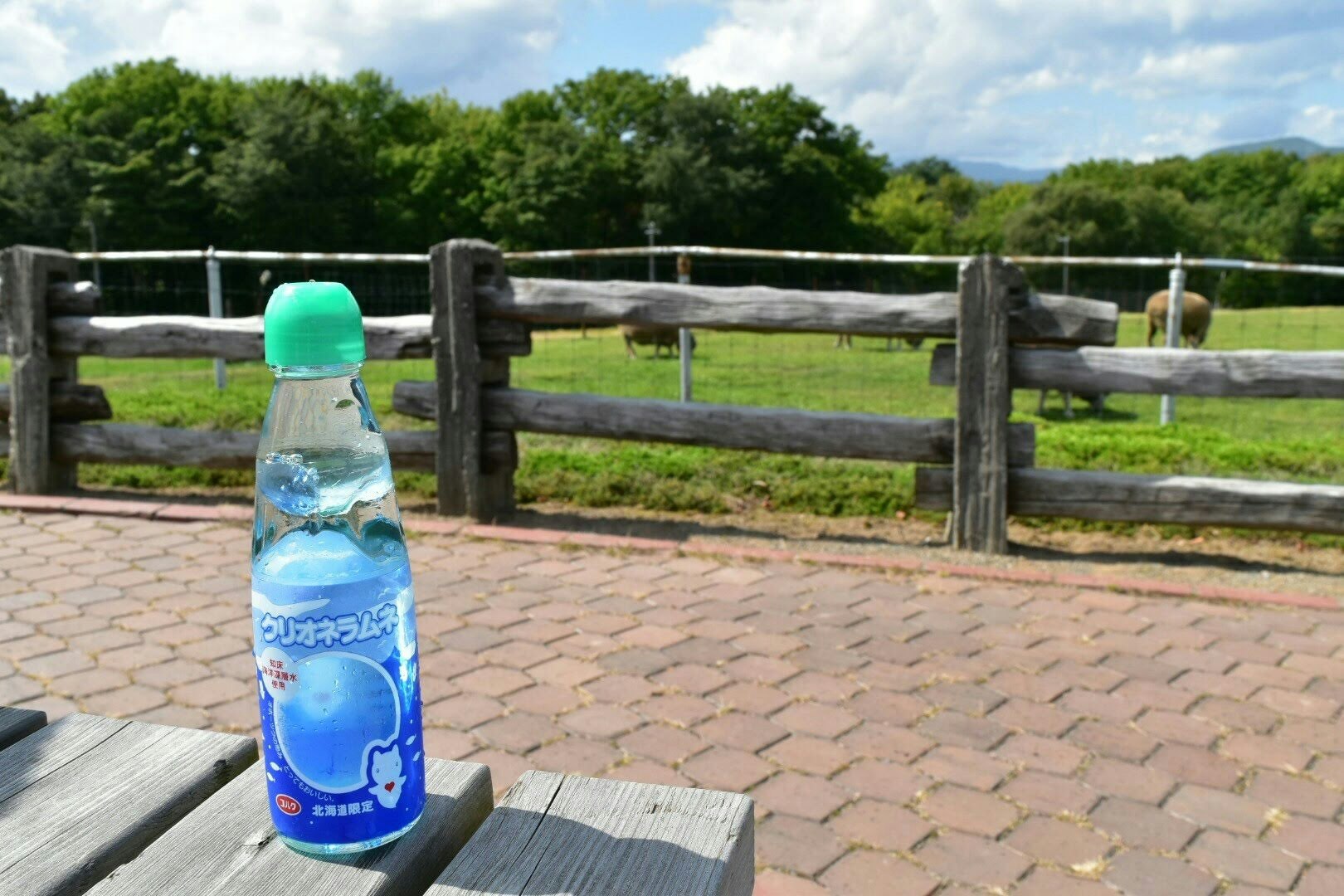牧草地の柵の前に置かれた飲料ボトルのあるベンチ