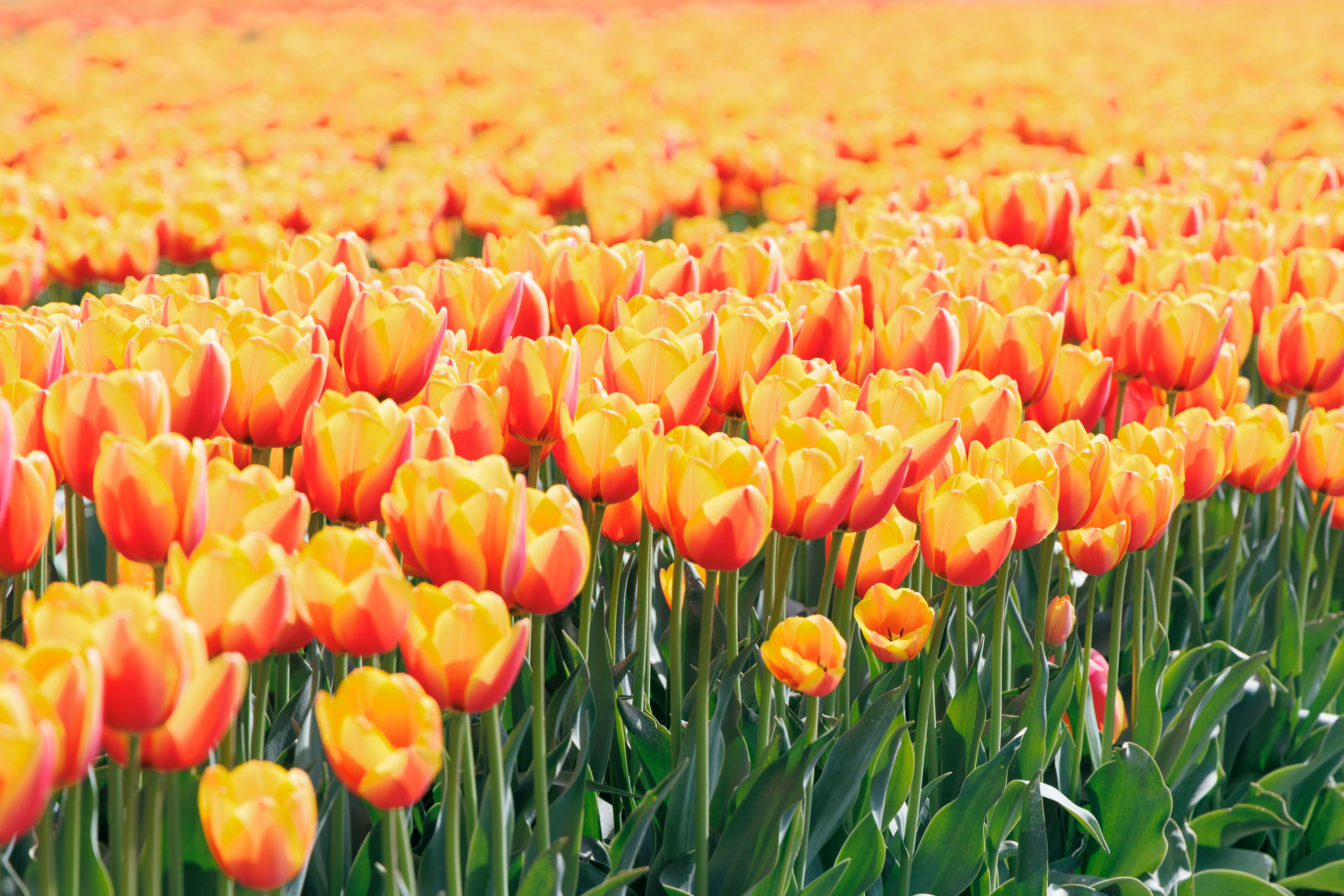 オレンジと黄色のチューリップが咲き並ぶ花畑
