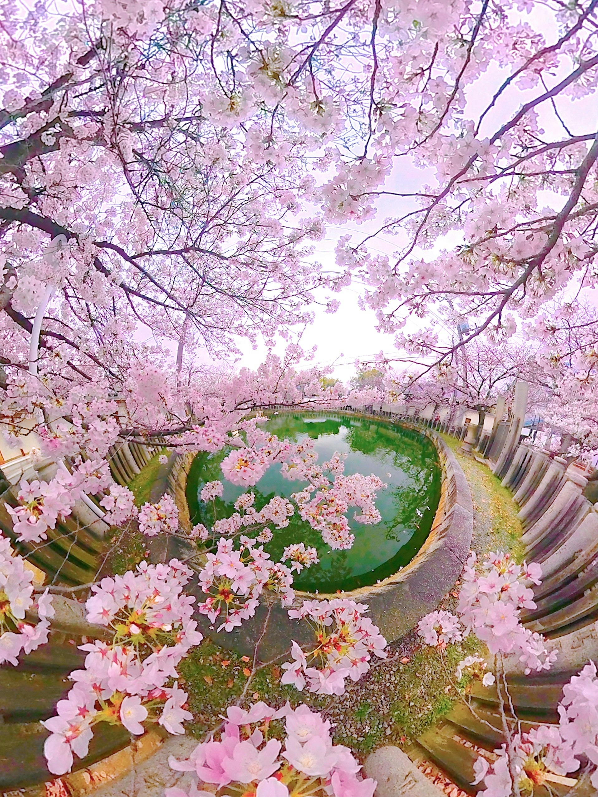 四天王寺の丸池に咲く桜の花びらと枝