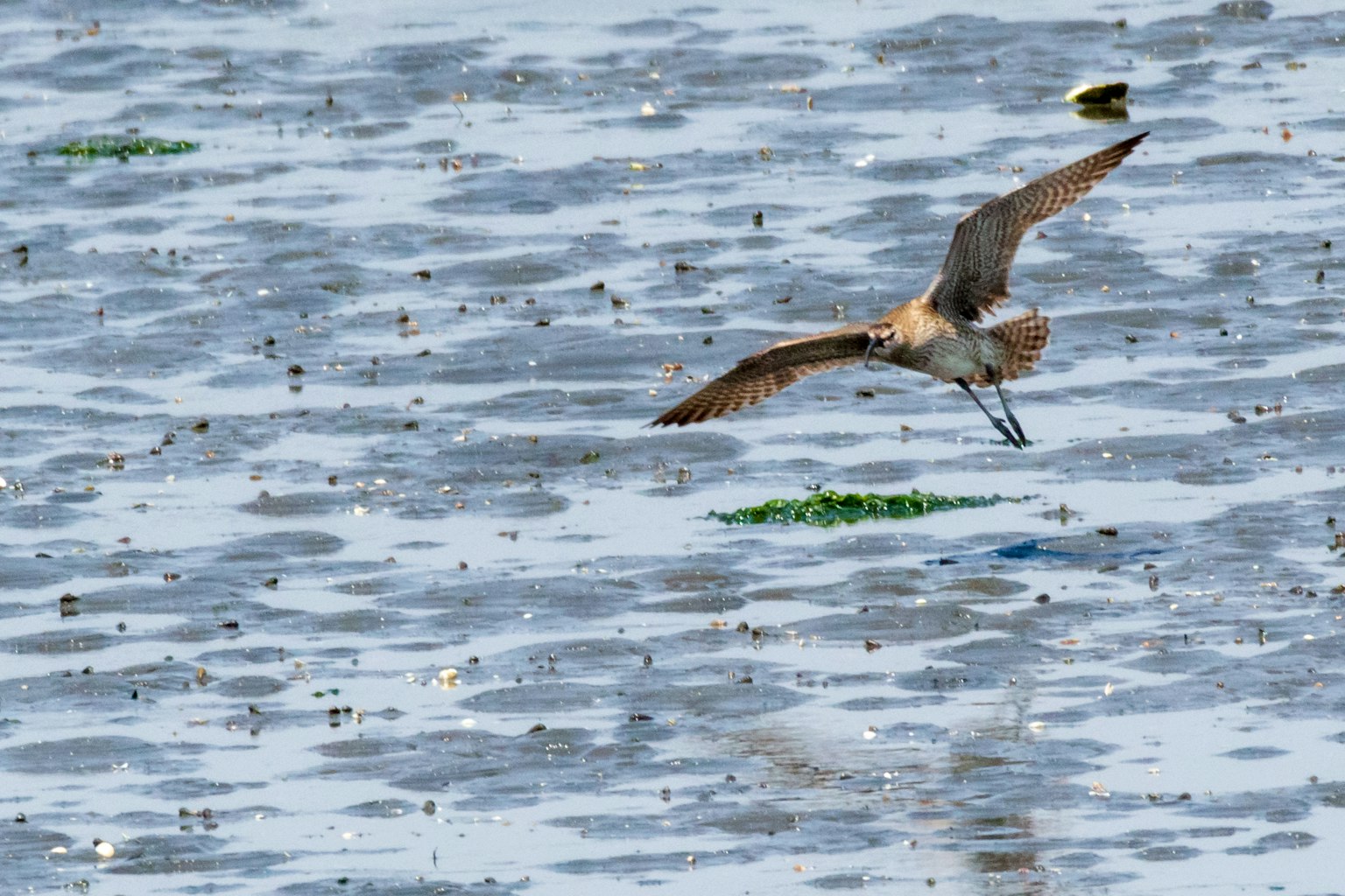 Vogel fliegt über Wasser mit sichtbarem Algen