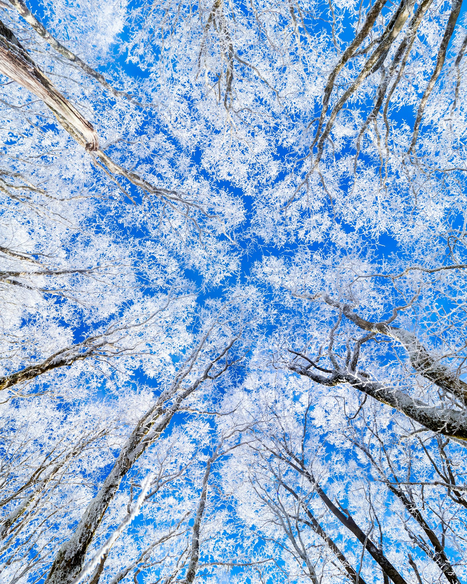 Bellissima vista di alberi coperti di neve sotto un cielo blu