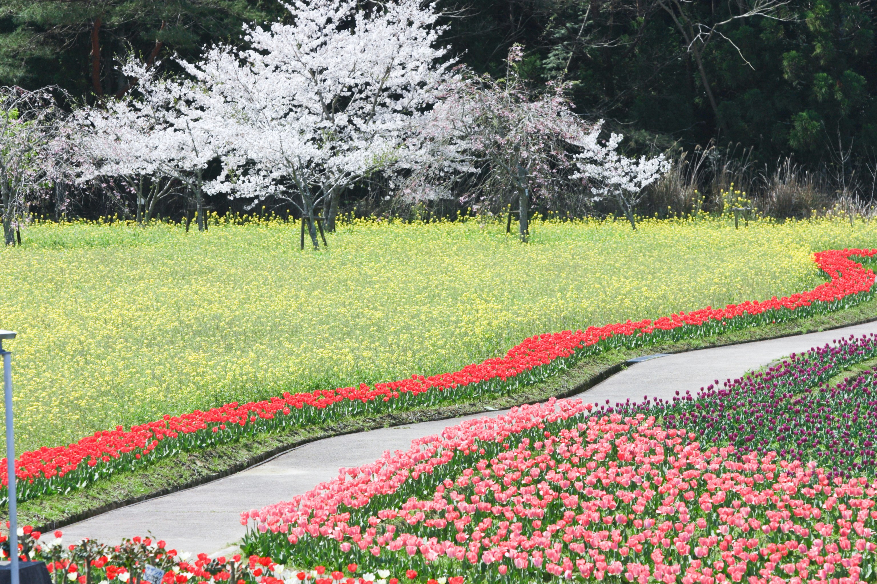 春の公園で咲き誇るチューリップ畑と桜並木
