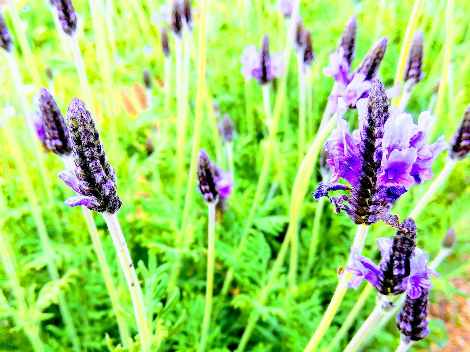 Bunga lavender ungu cerah mekar dari batang hijau