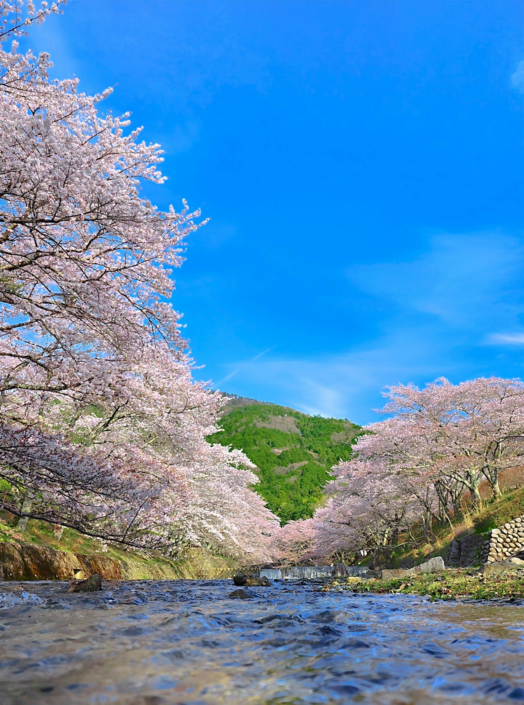 七谷川沿いに咲く桜並木と川面