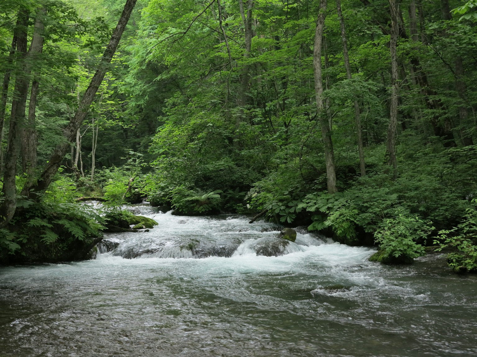 Ein ruhiger Fluss, der durch einen üppigen grünen Wald fließt