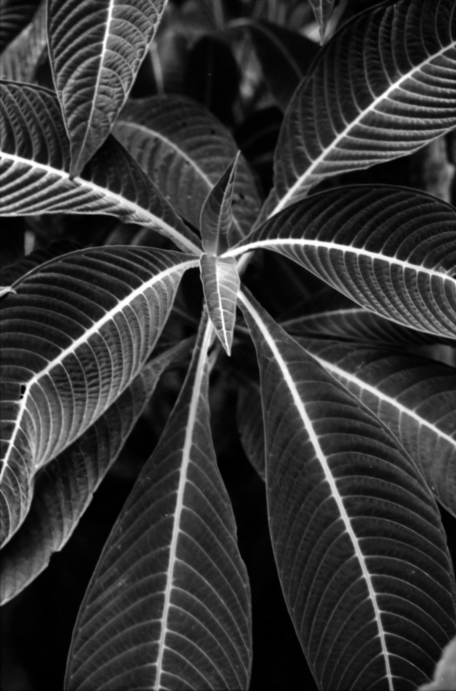 Detailed image of plant leaves arranged radially in black and white