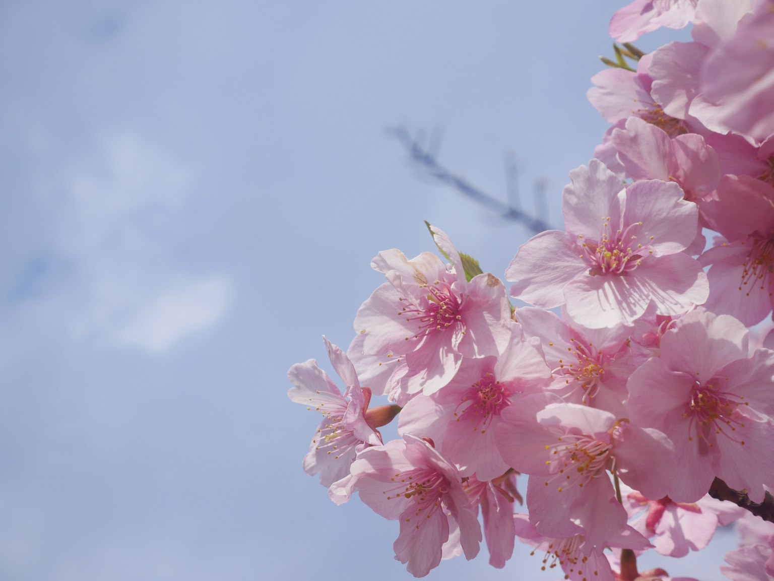 Fiori di ciliegio che sbocciano sotto un cielo blu