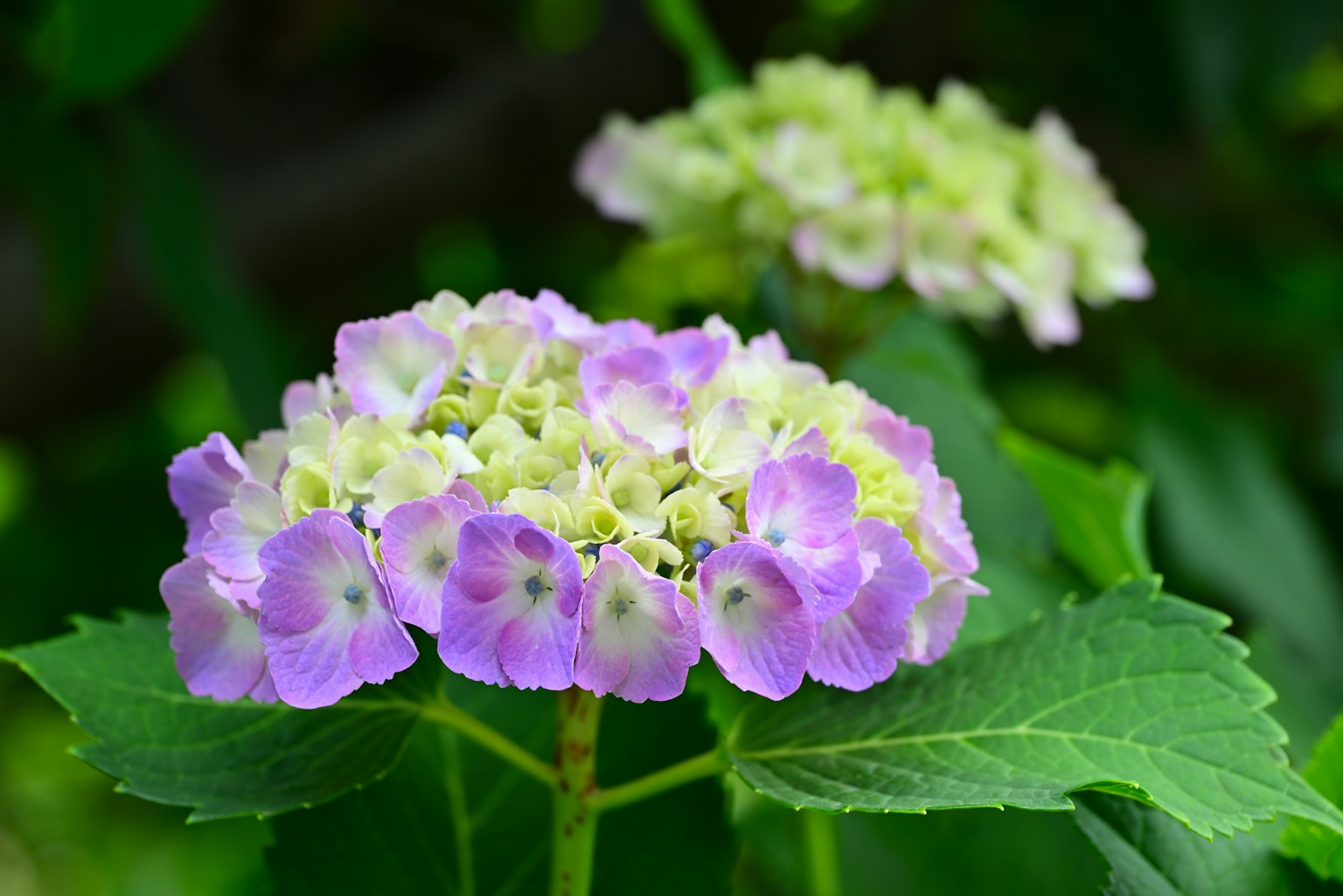 绣球花特写，紫色和绿色的花朵