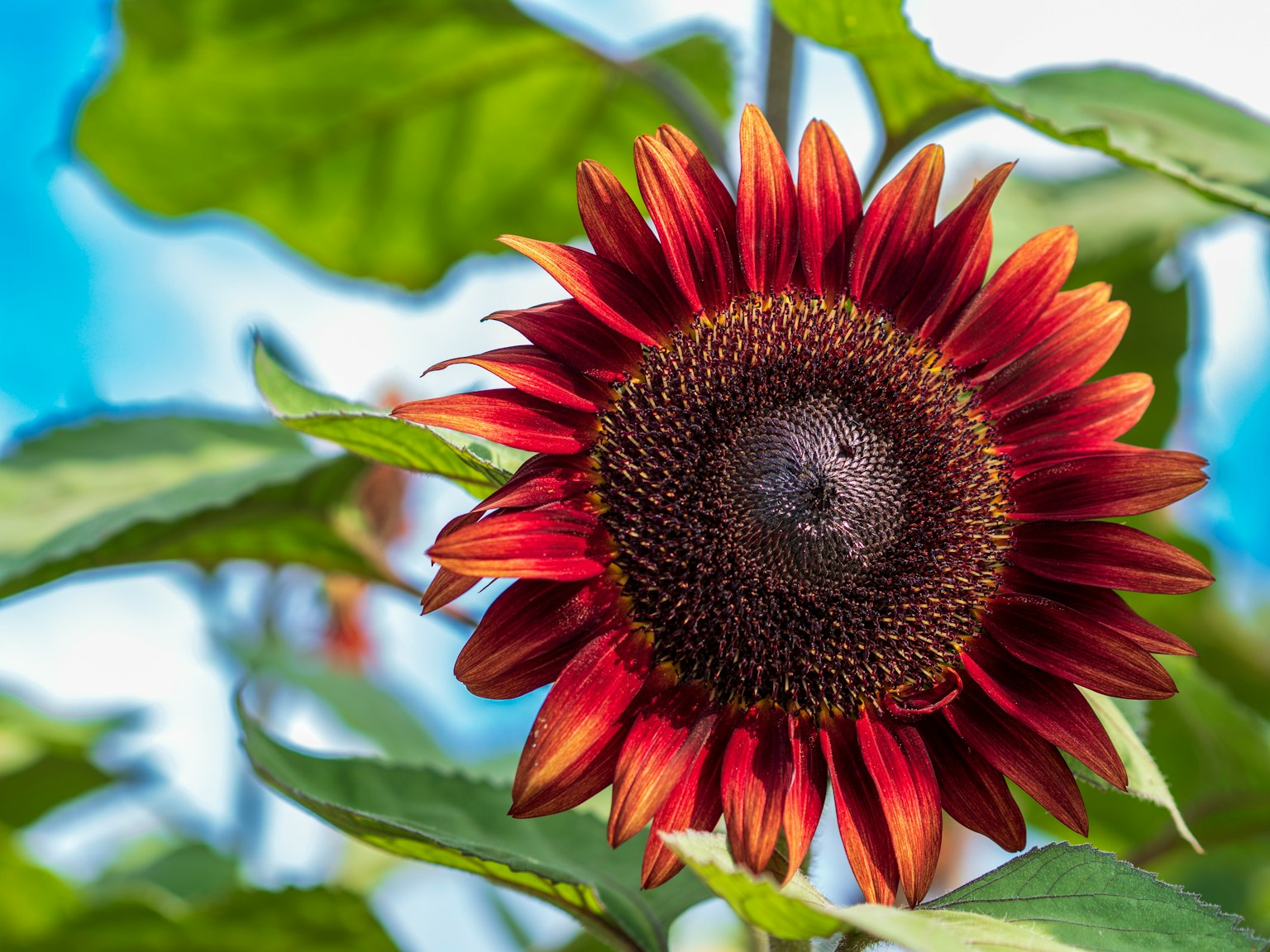 Un girasol con bordes rojos floreciendo bajo un cielo azul
