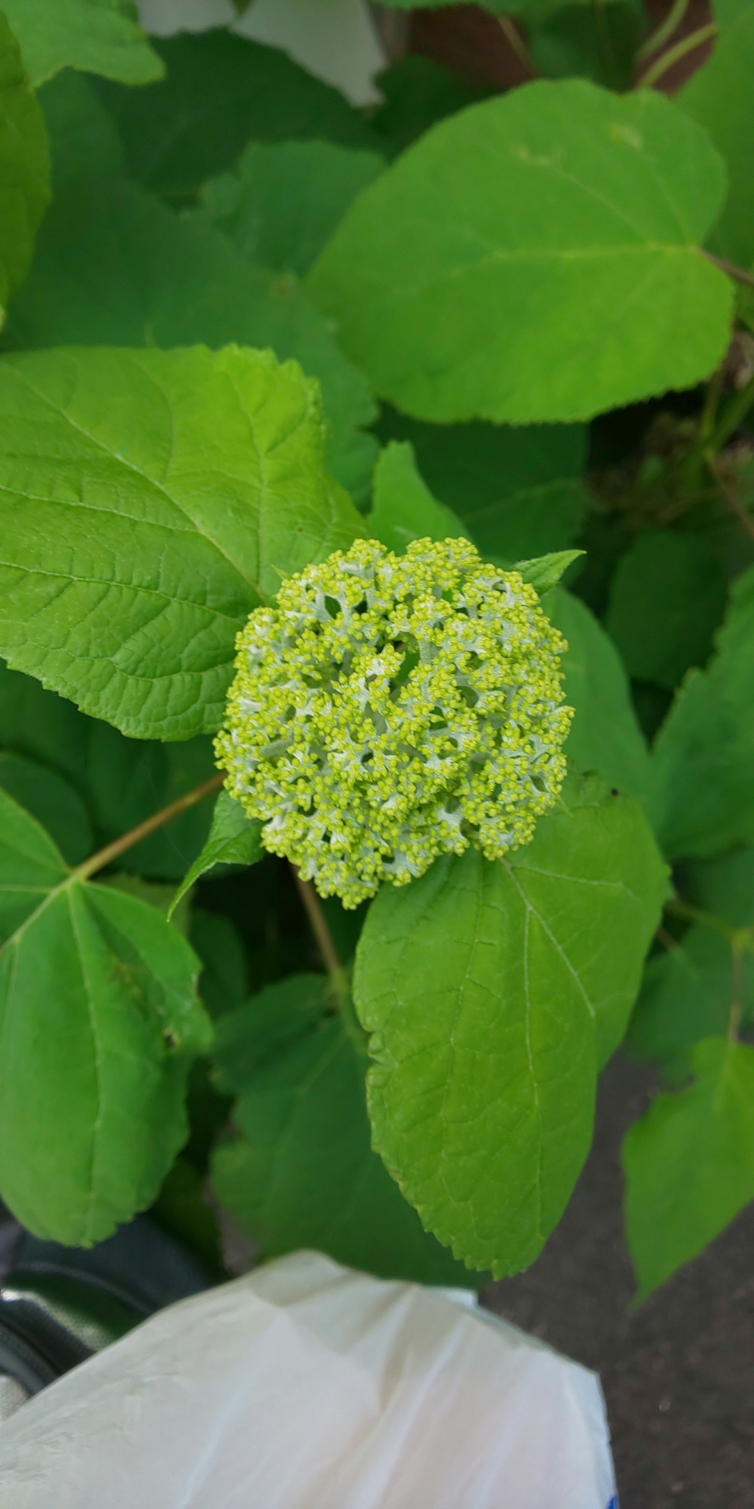 綠色葉子環繞的白色花苞