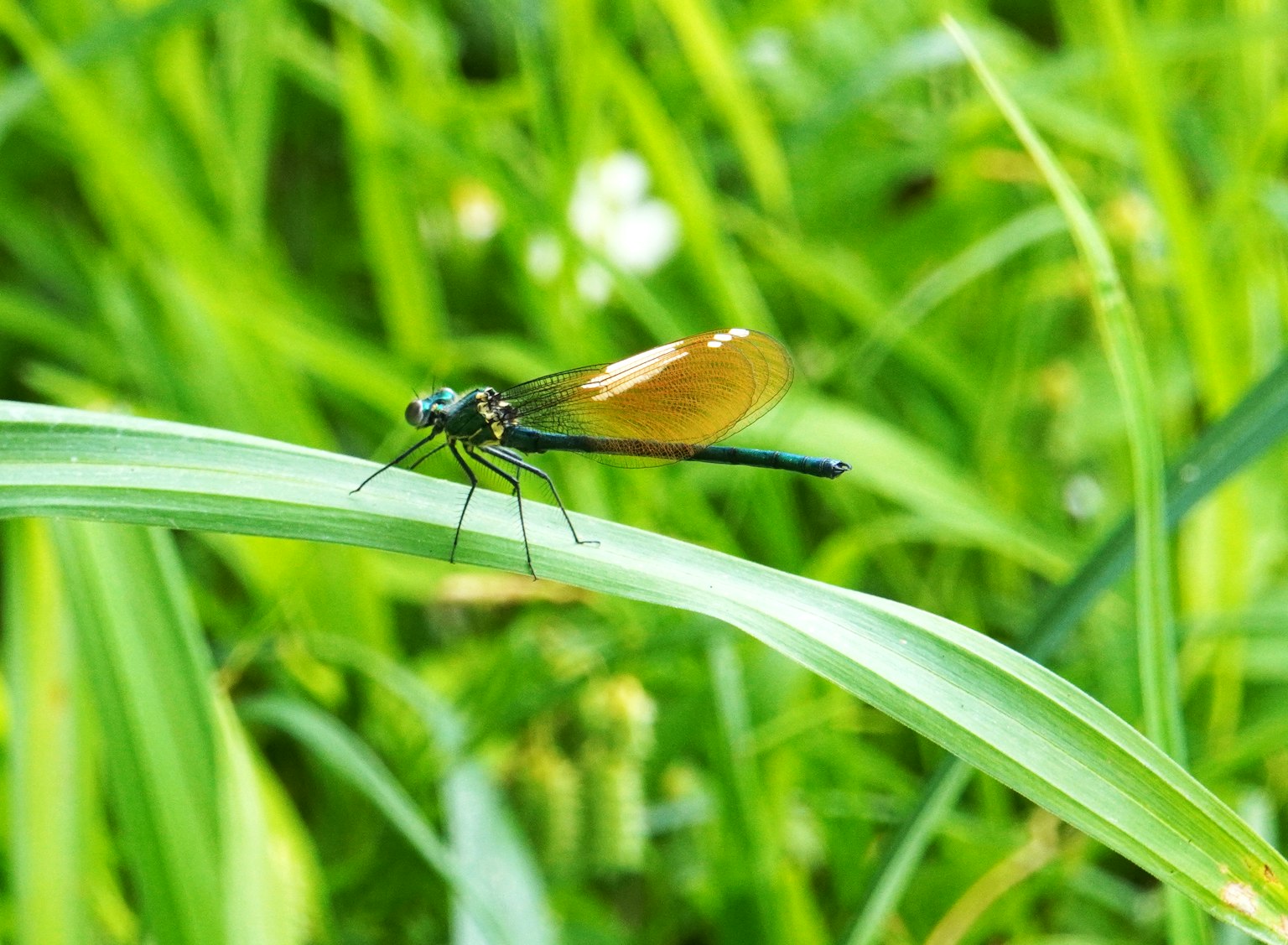 Close-up of a blue dragonfly resting on green grass