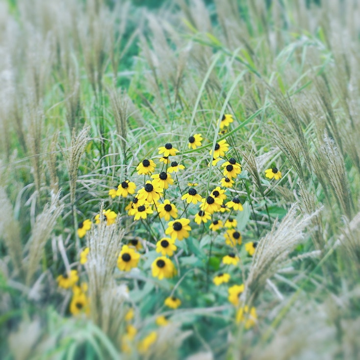 草むらに咲く黄色い花の群れ