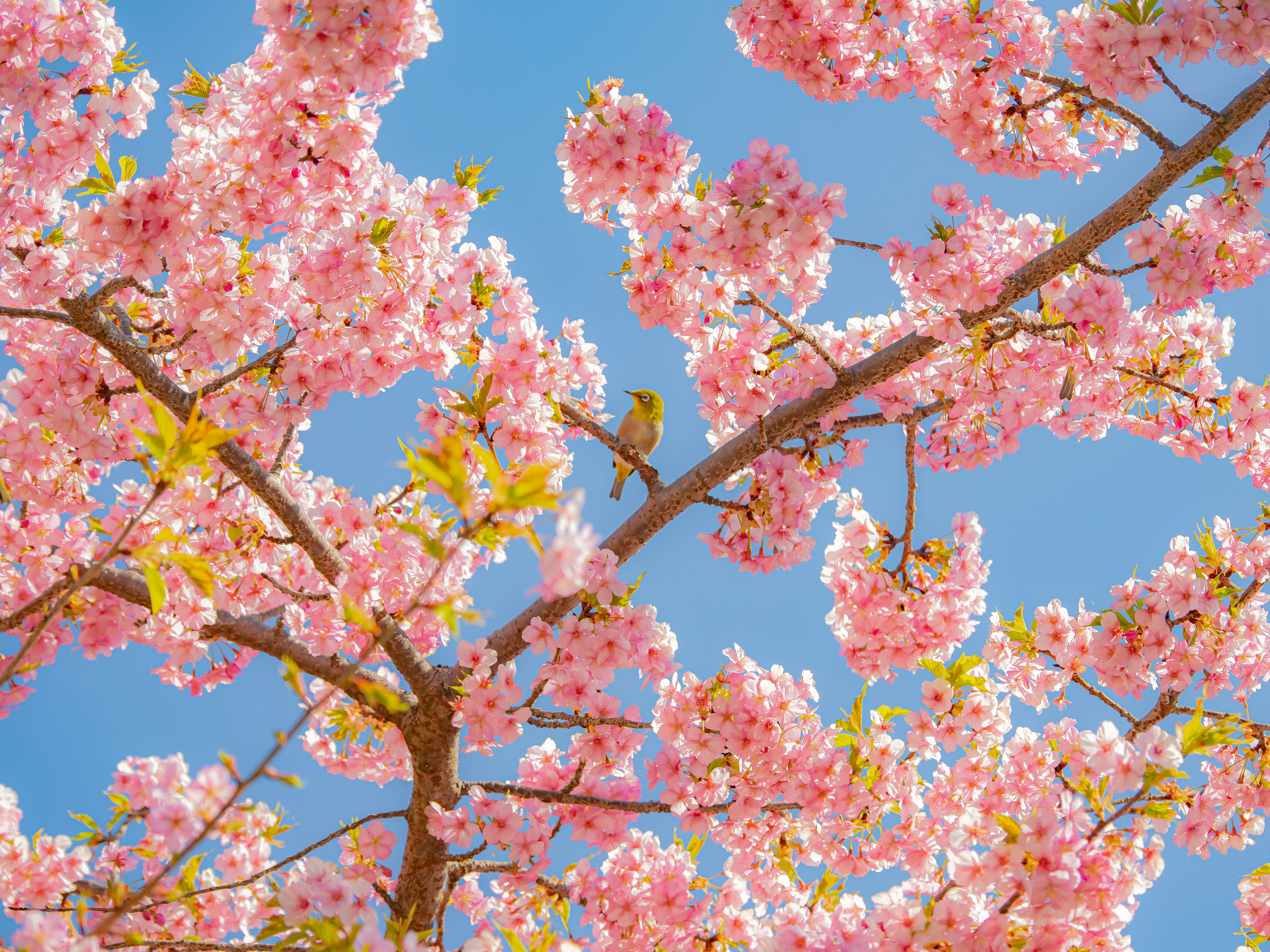 満開の桜の花が青空に映える枝ぶり