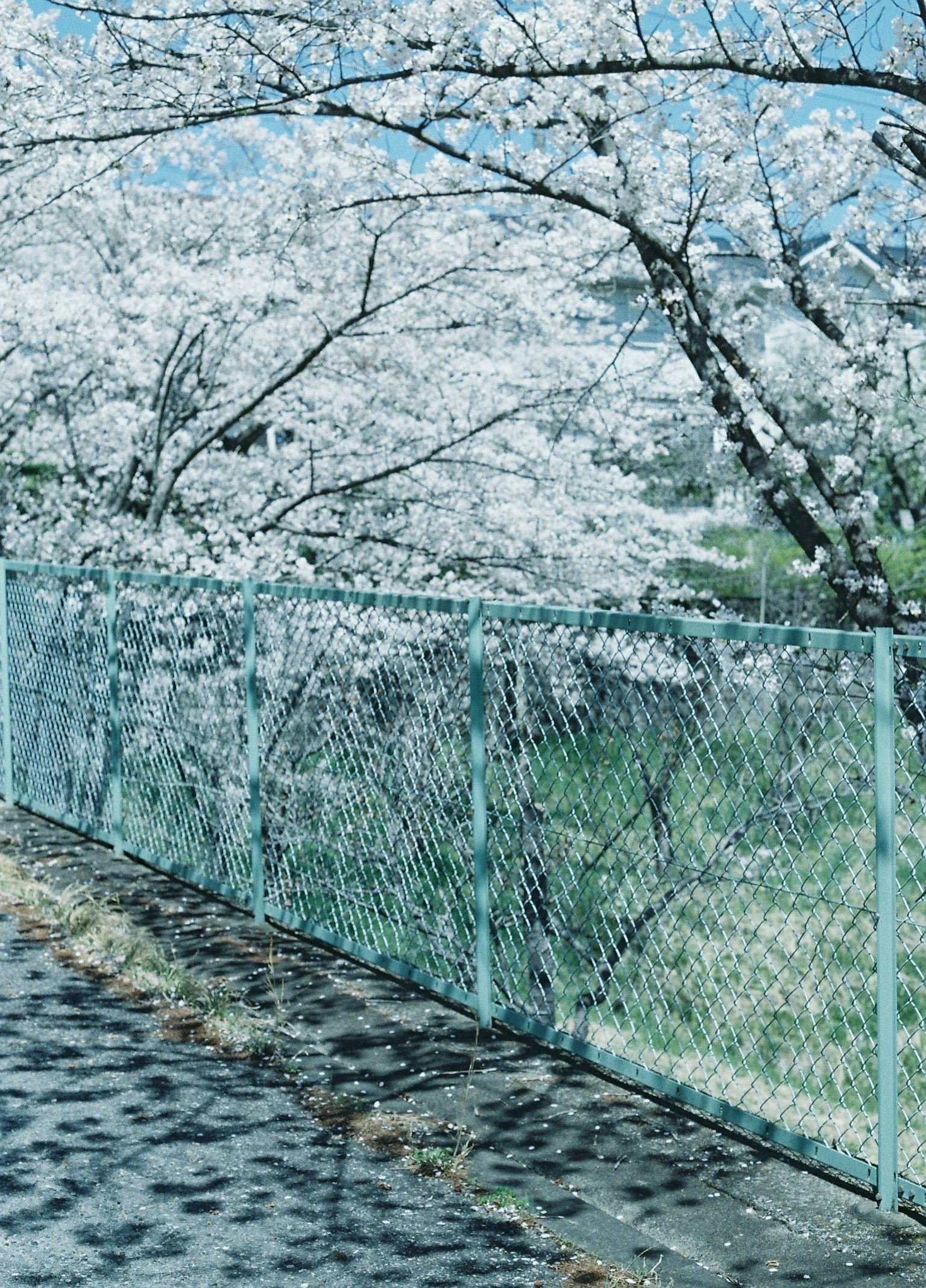 盛开的樱花围绕的围栏美景