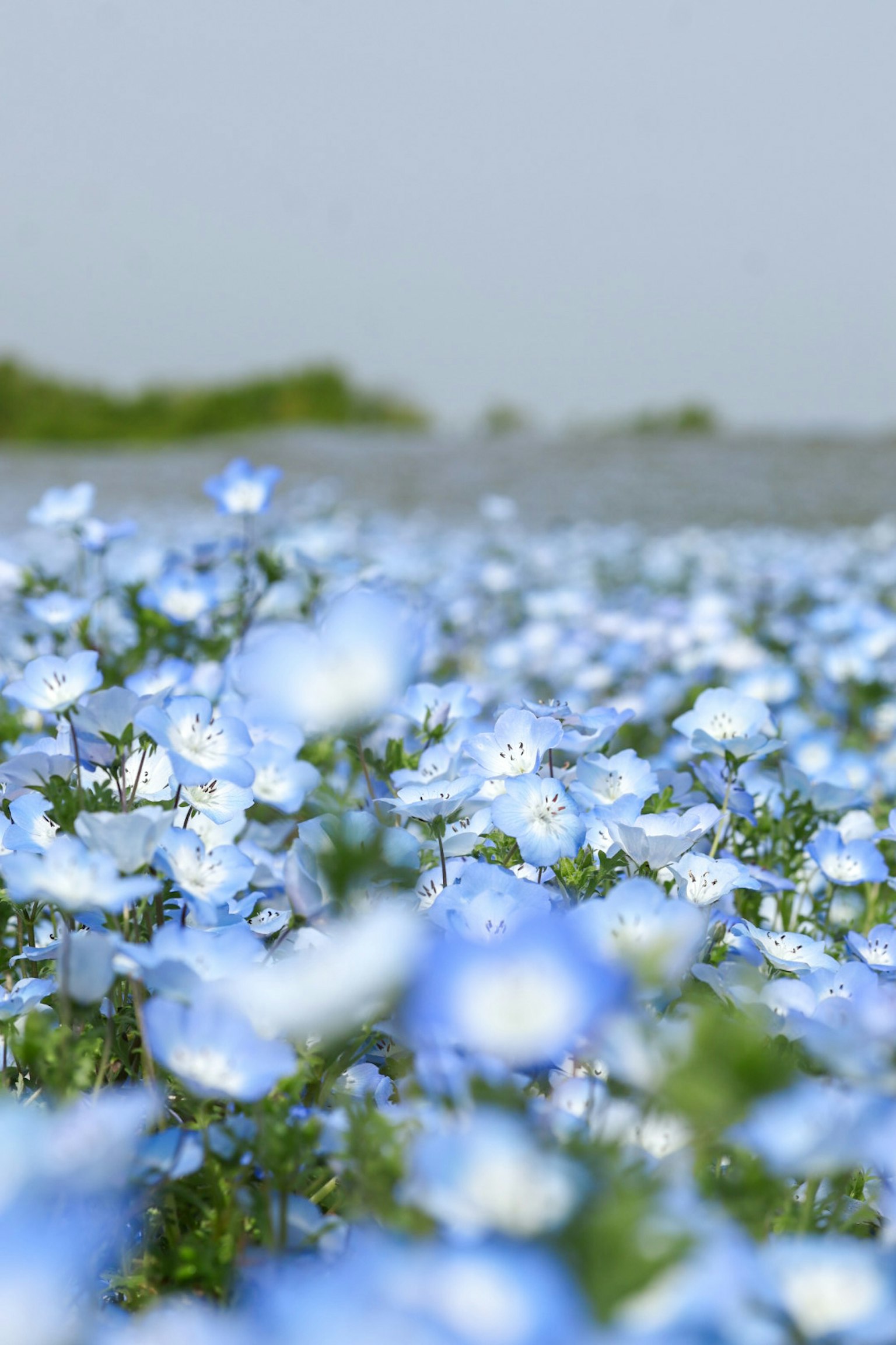 Ampio paesaggio pieno di fiori blu in fiore