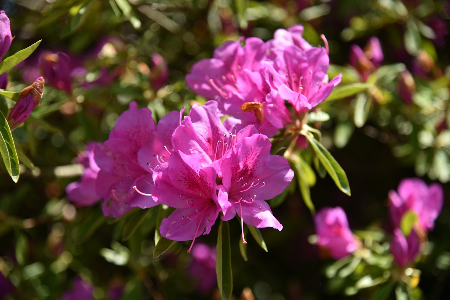 Fiori di azalea rosa vivace che sbocciano al sole
