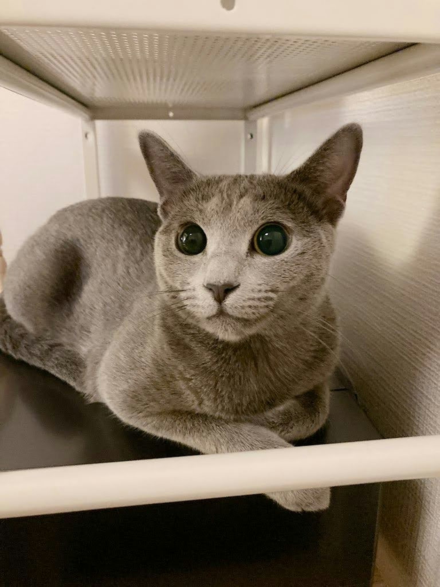 灰色猫在架子里放松