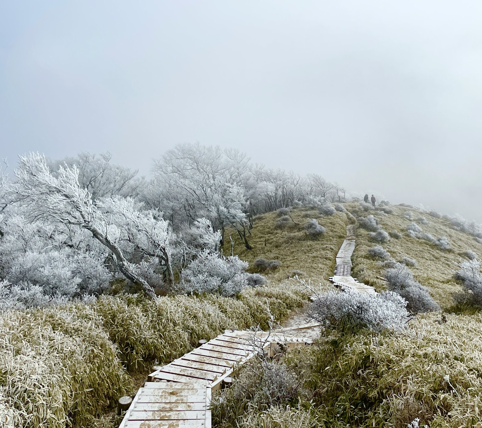 Sendero de madera serpenteante a través de la niebla y árboles cubiertos de escarcha