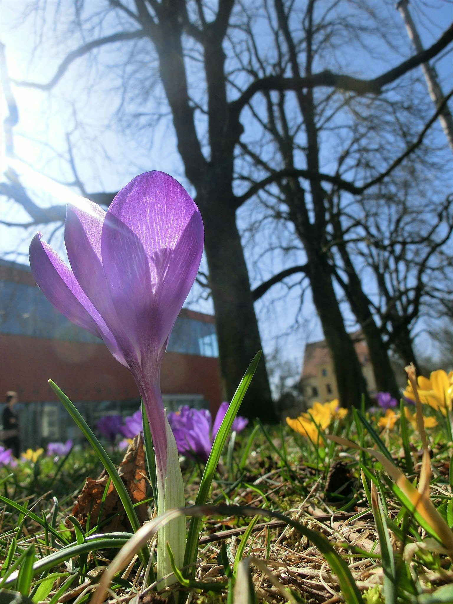 Un fiore di croco viola che sboccia nell'erba con alberi e cielo blu sullo sfondo