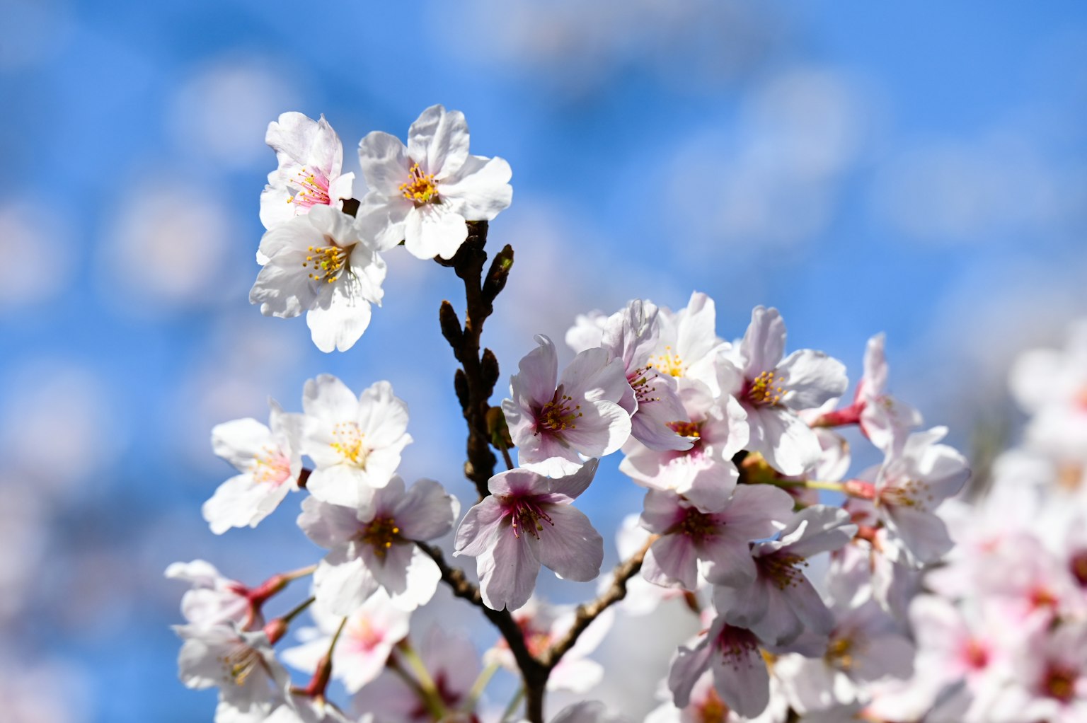 Fleurs de cerisier en pleine floraison sous un ciel bleu clair