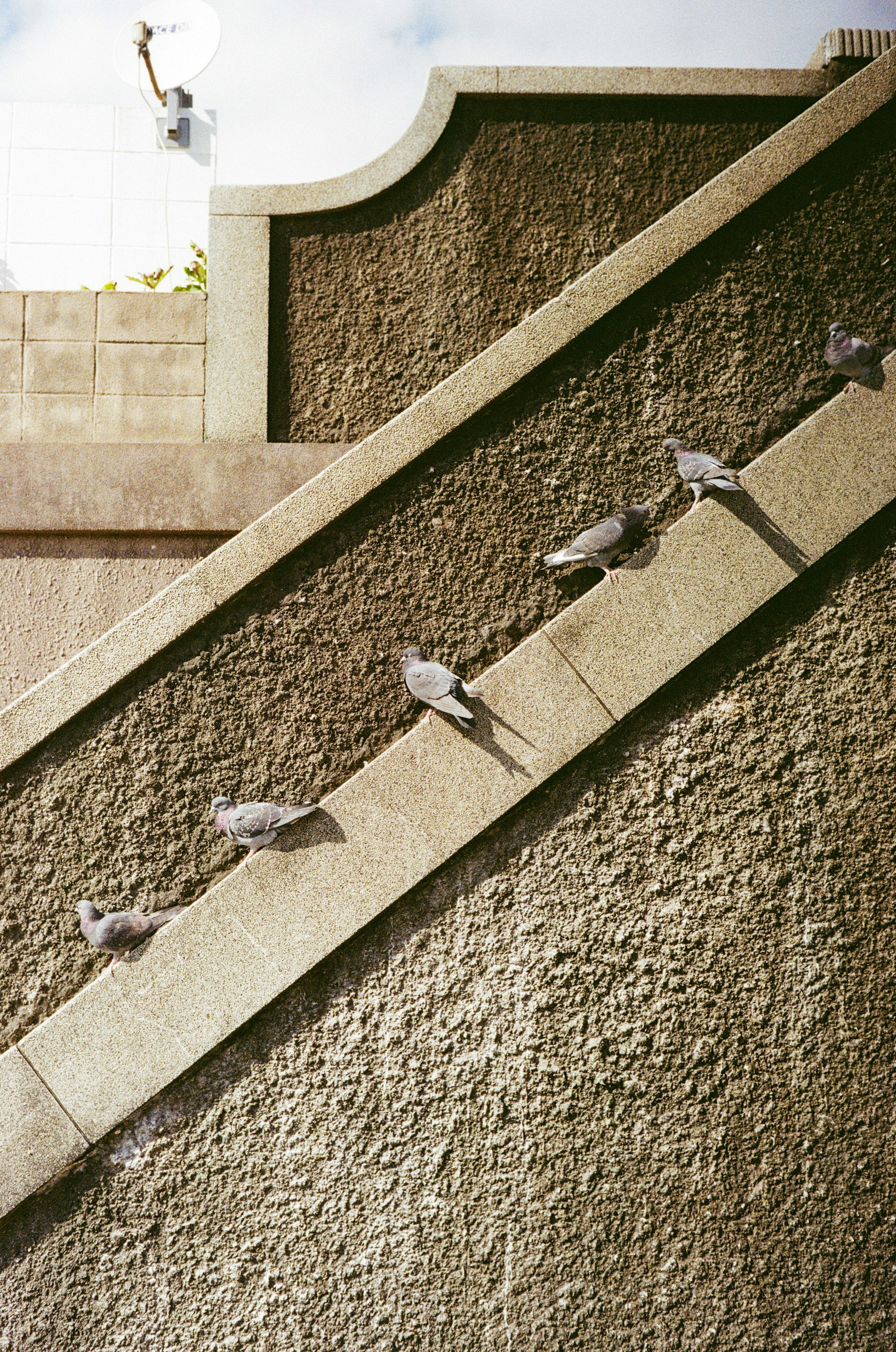石段の壁面に並ぶ鳩の群れ