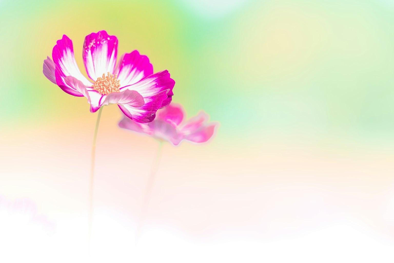 Close-up of pink flowers against a soft background