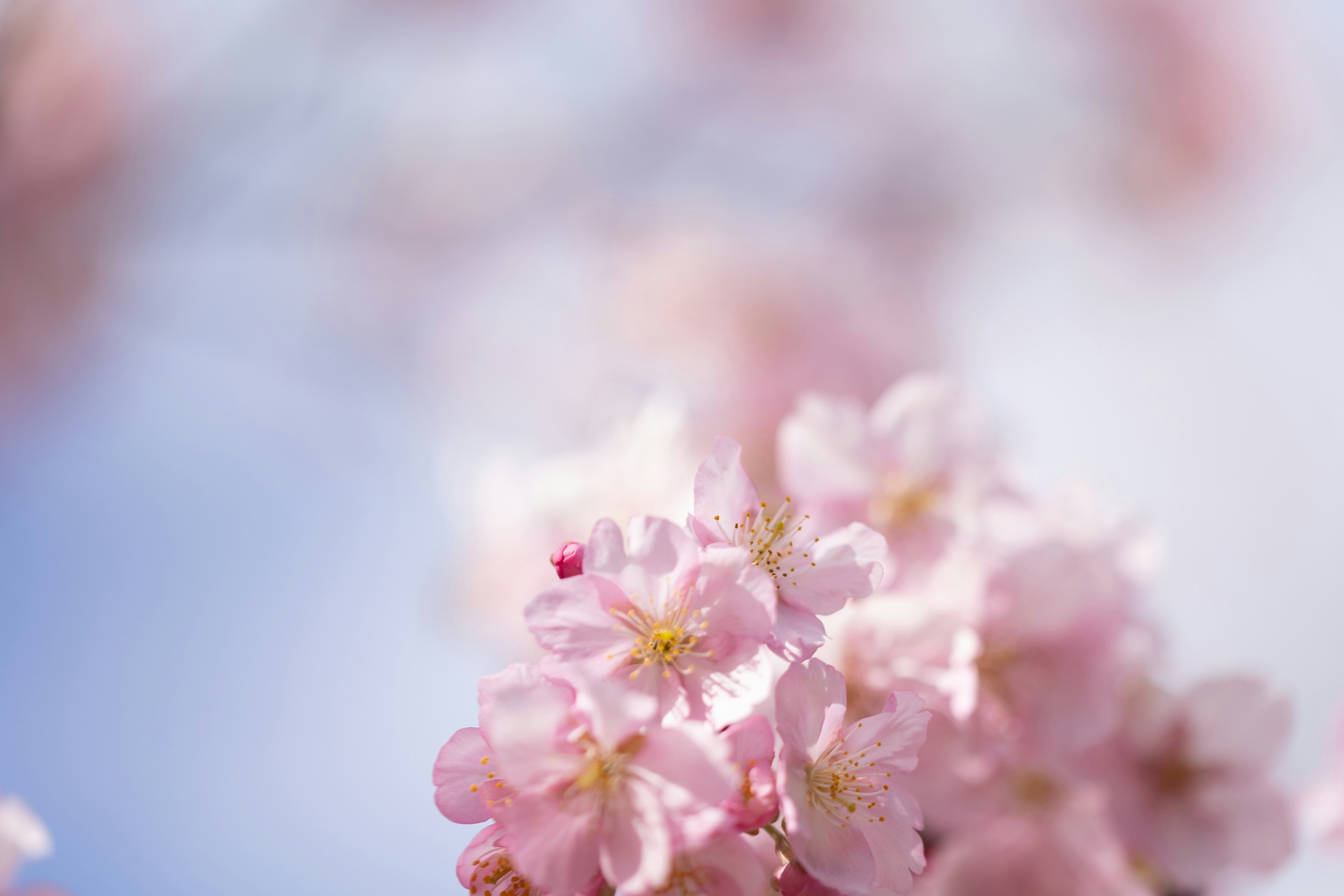 桜の花びらがふわりと咲く春の花のクローズアップ