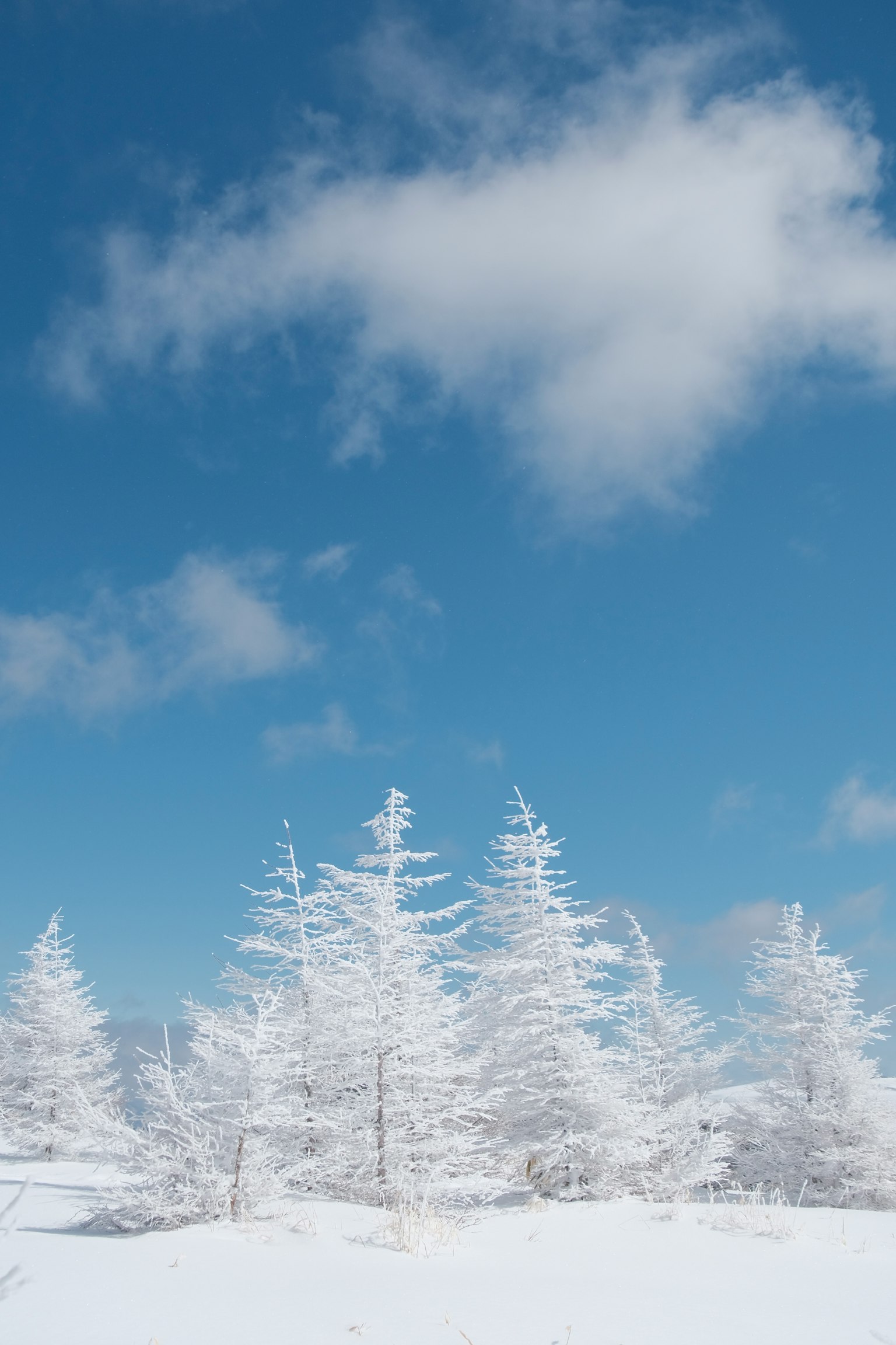 Árboles cubiertos de nieve contra un cielo azul claro