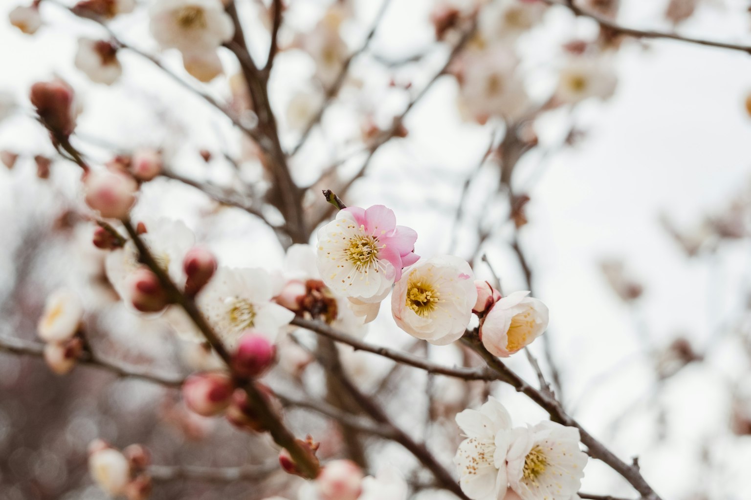 Gros plan de branches de cerisier avec des fleurs blanches et des bourgeons roses