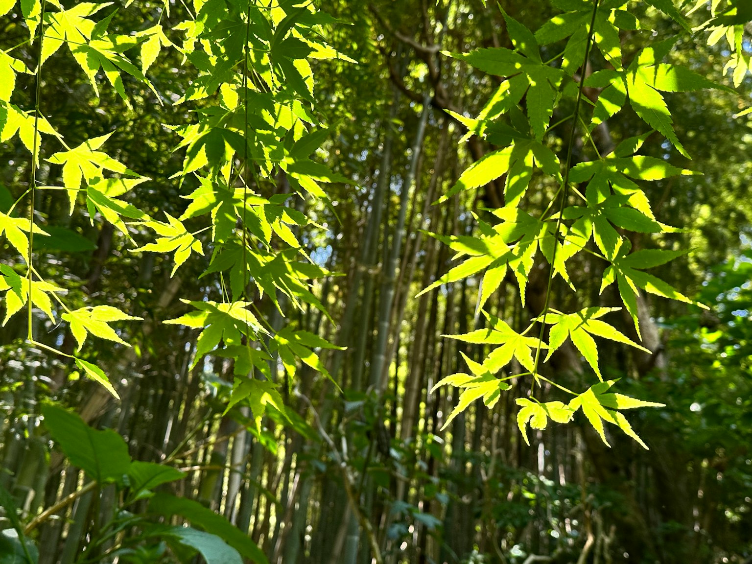 Bamboo verde e foglie fresche alla luce del sole
