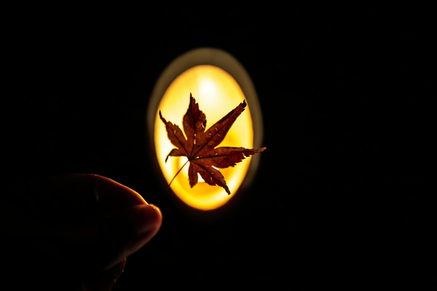 Una mano sosteniendo una hoja seca iluminada desde atrás creando un efecto brillante