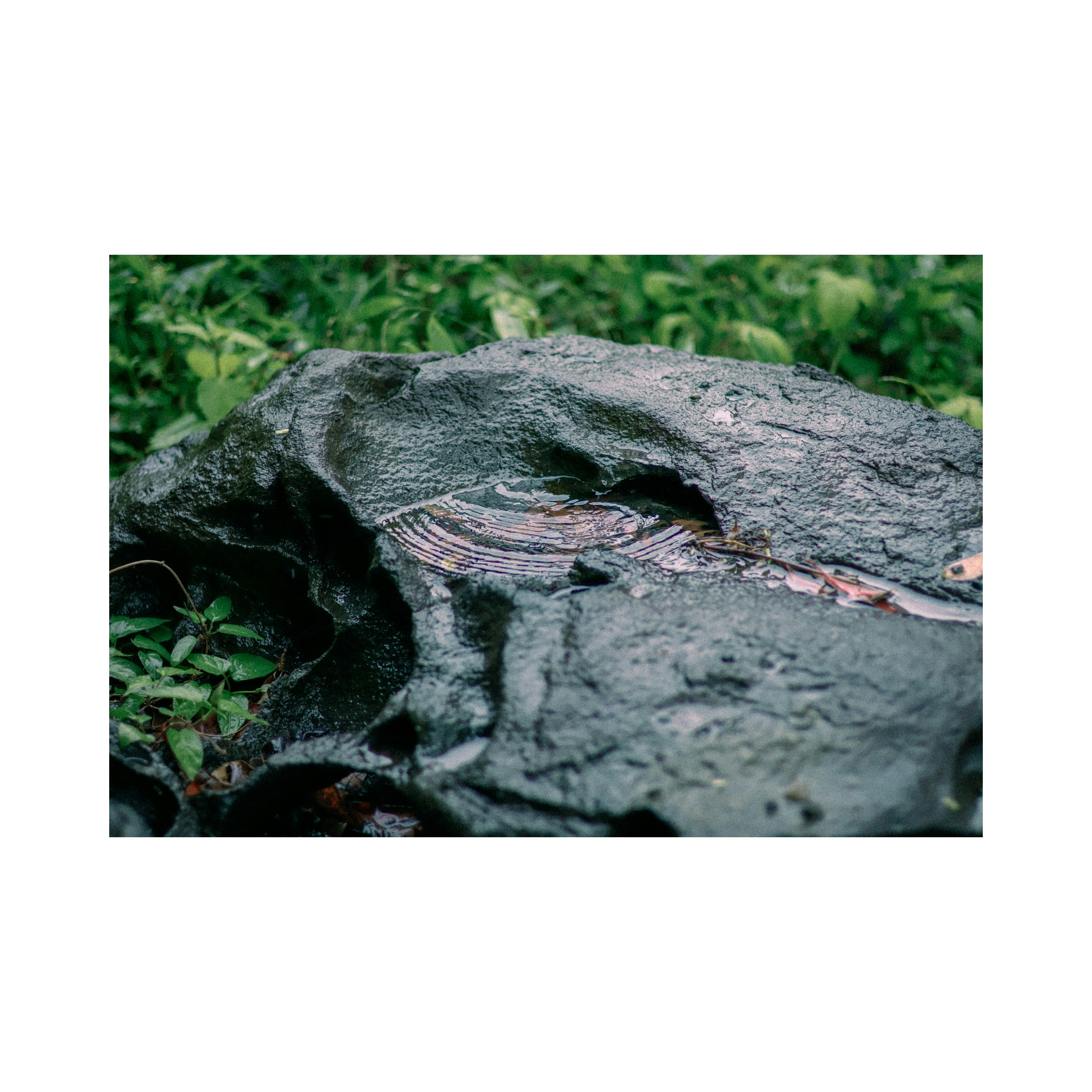 Una tortuga descansando sobre una roca cubierta de musgo