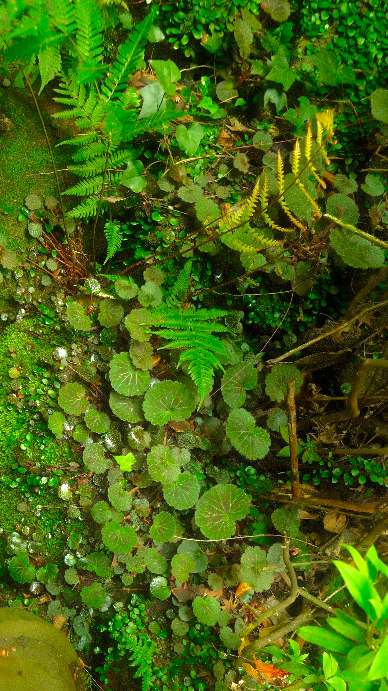 苔とシダが茂る緑の地面のクローズアップ