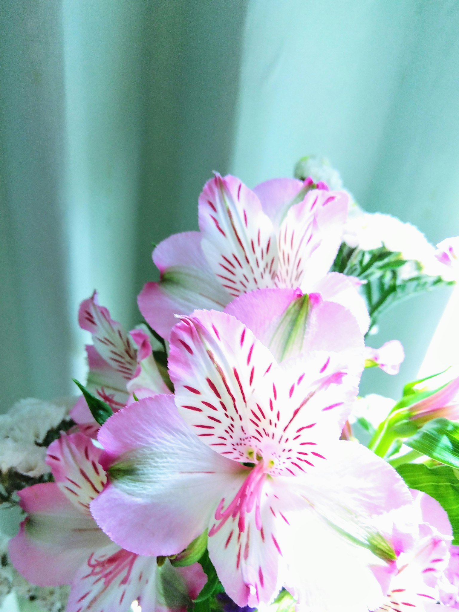 Rangkaian bunga Alstroemeria dengan kelopak merah muda dan aksen putih