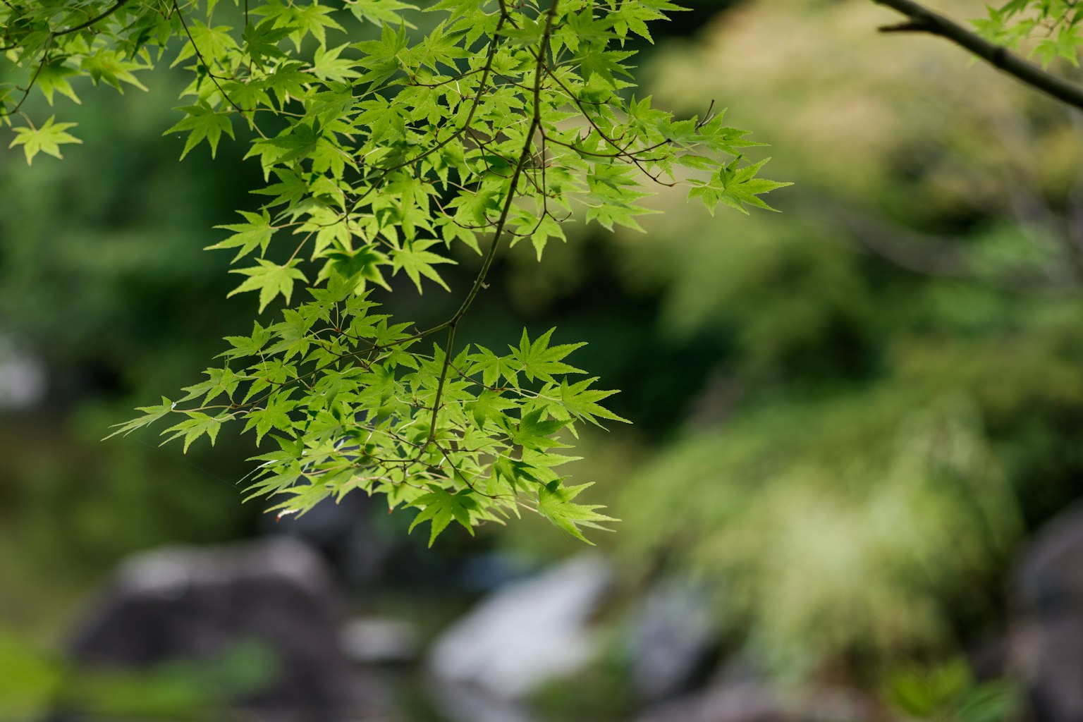 Close-up dari cabang dengan daun hijau subur