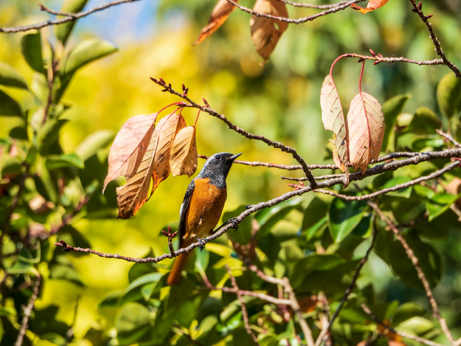 Un pájaro vibrante posado en una rama con hojas coloridas de fondo