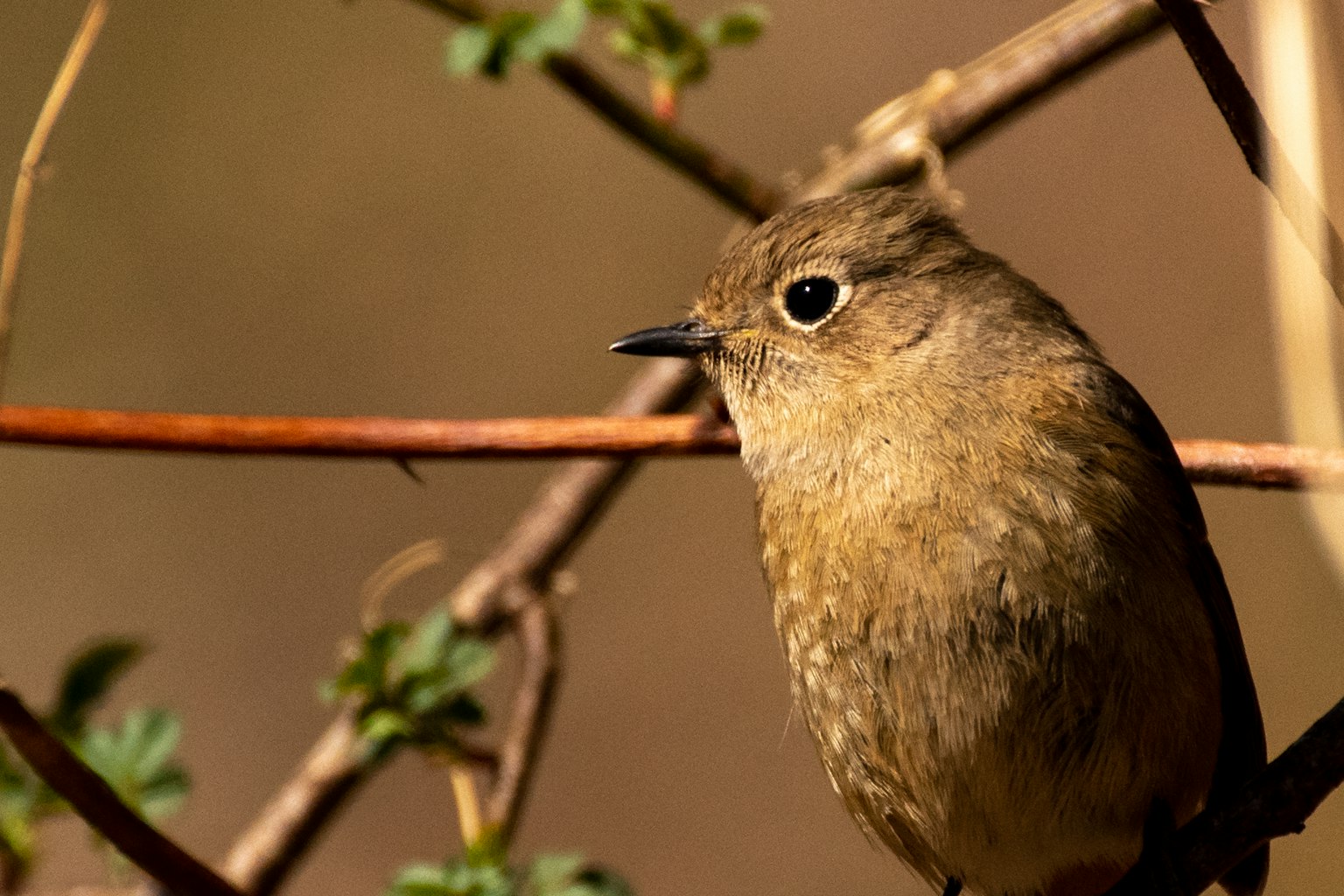 Seekor burung kecil bertengger di cabang