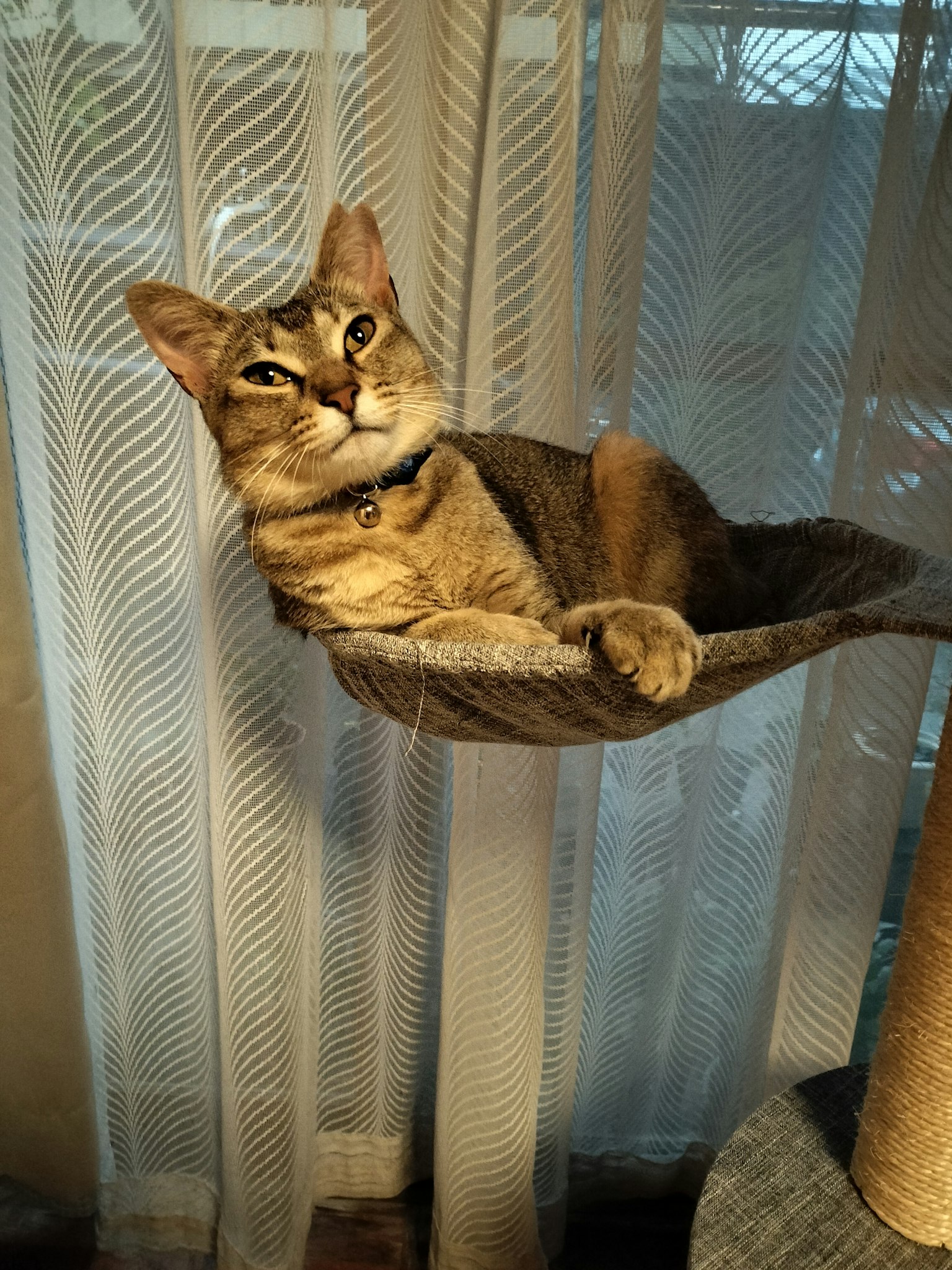 Un gatto sdraiato in un'amaca su un albero per gatti