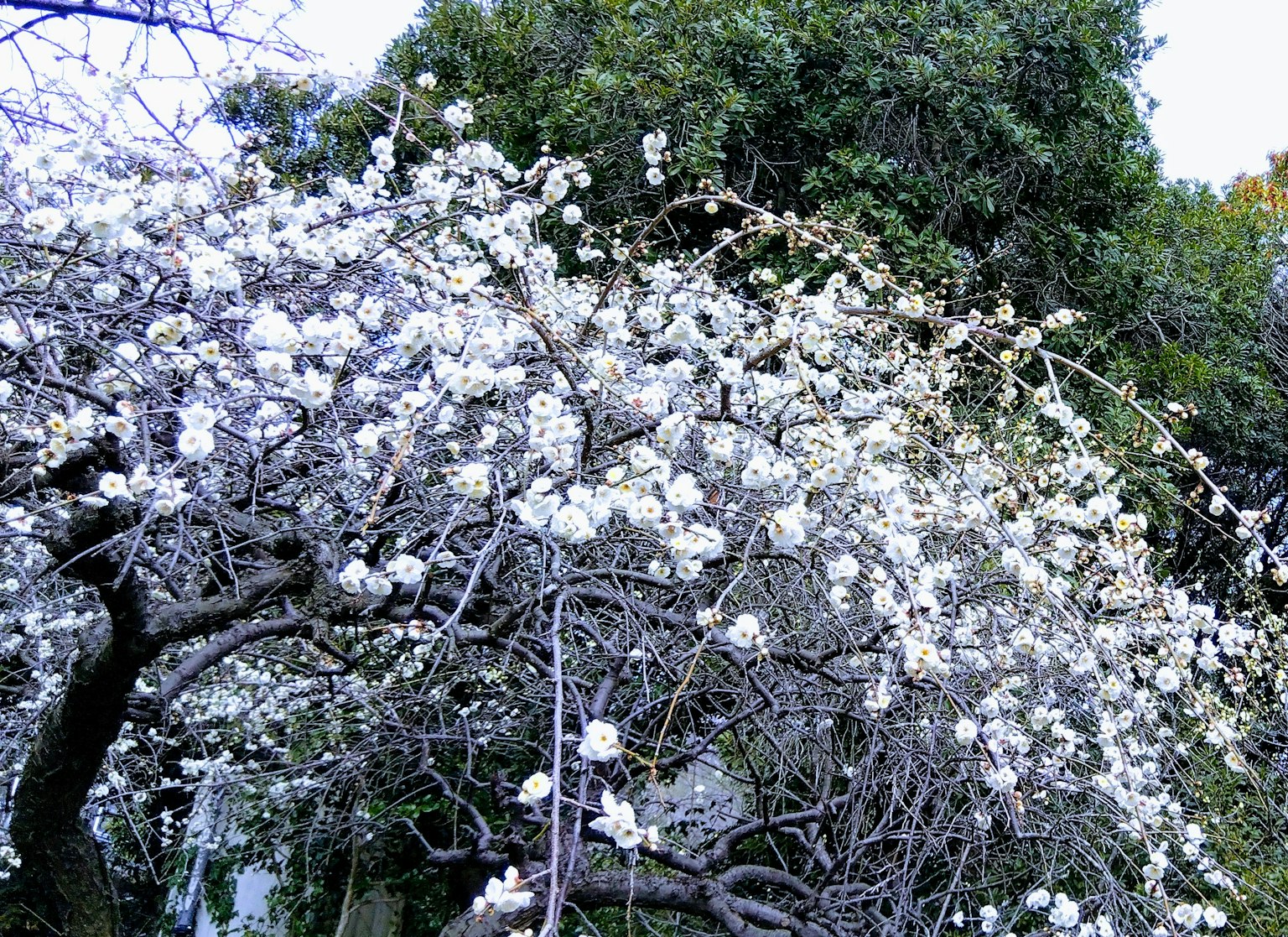 Tree branches covered with white blossoms and green leaves