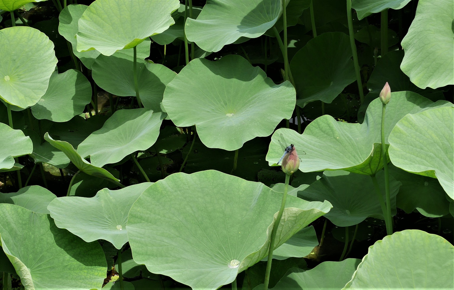 Imagen de hojas de loto verdes densas en un entorno natural