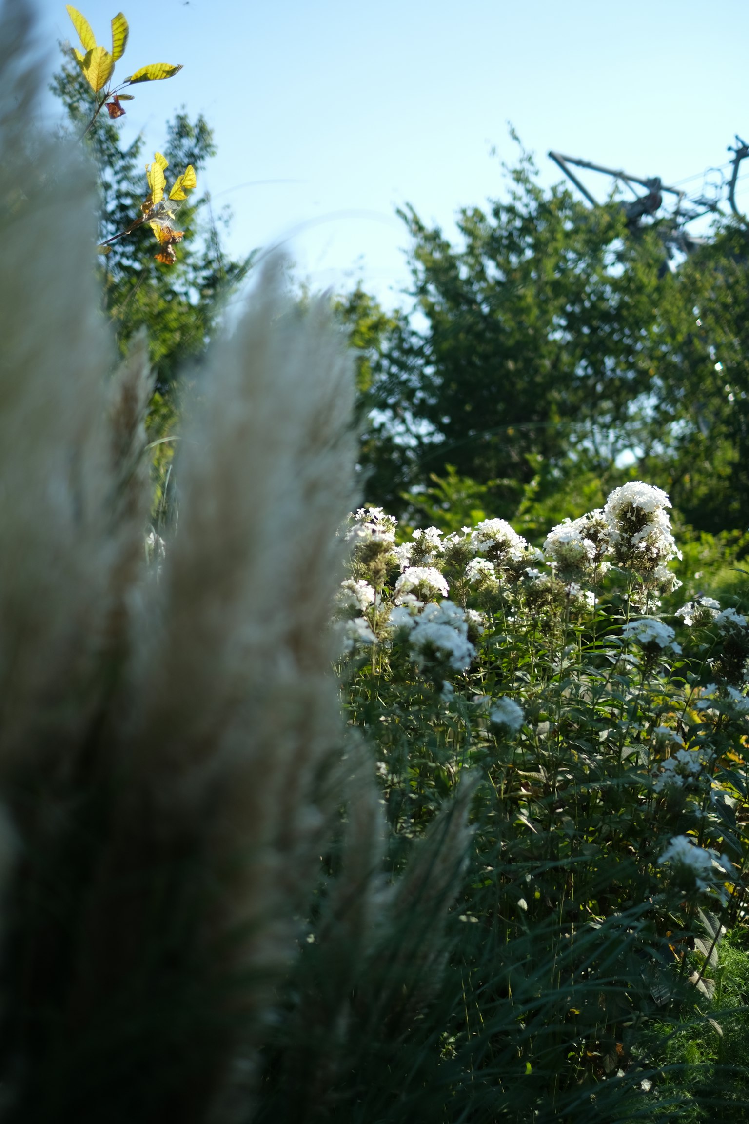 Landschaft mit weißen Blumen und grünen Pflanzen unter einem blauen Himmel