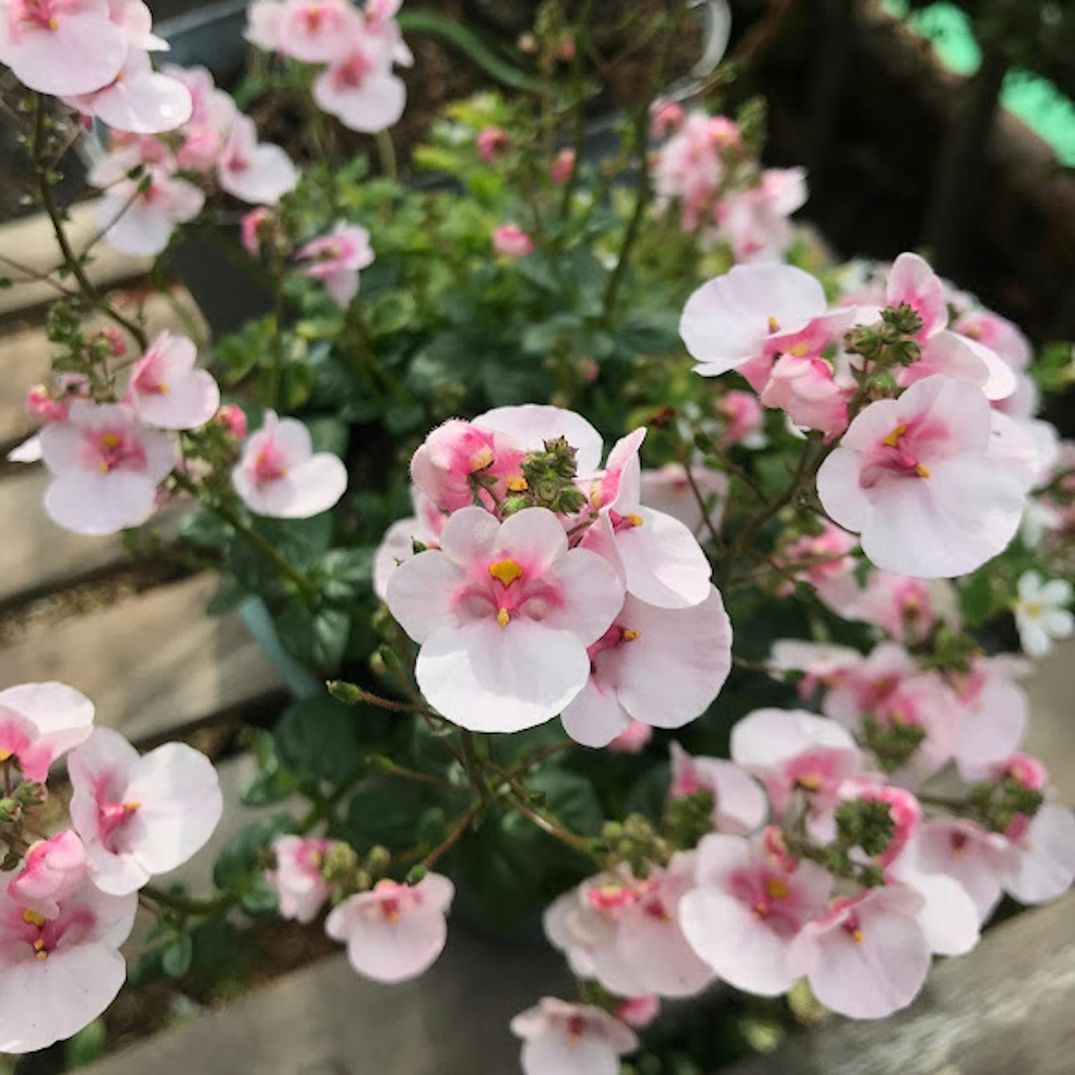 Acercamiento de una planta con flores rosas en flor